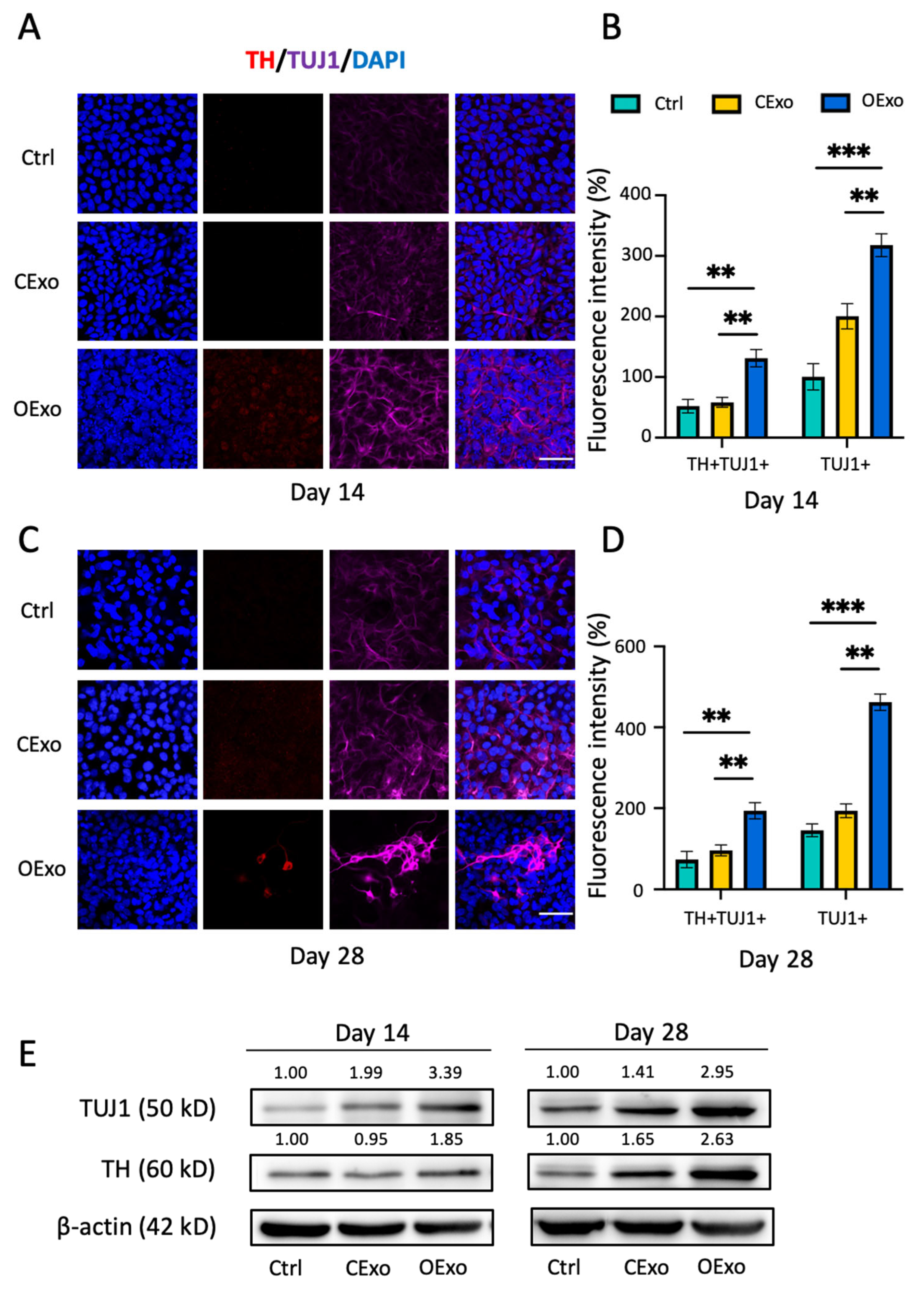Ijms 24 11048 g006 Ijms 24 11048 g006