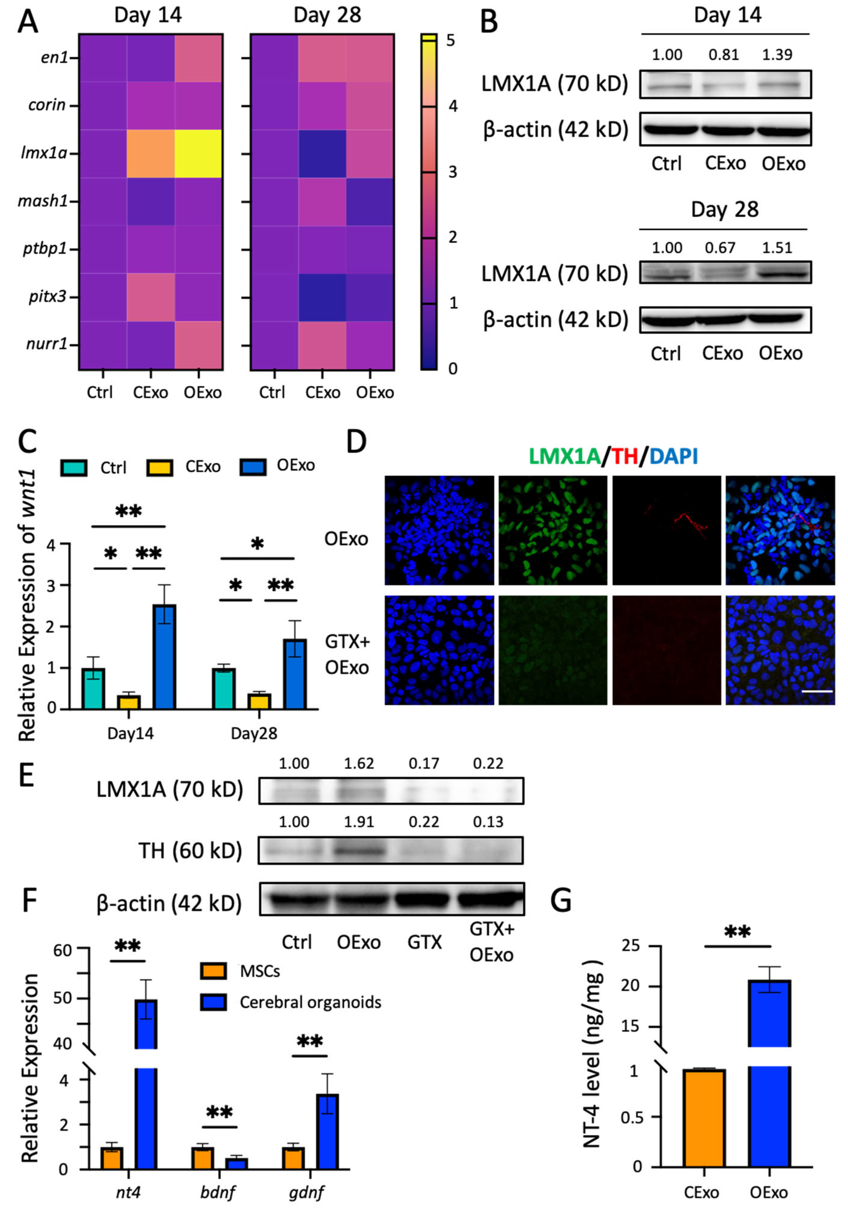 Ijms 24 11048 g007 Ijms 24 11048 g007
