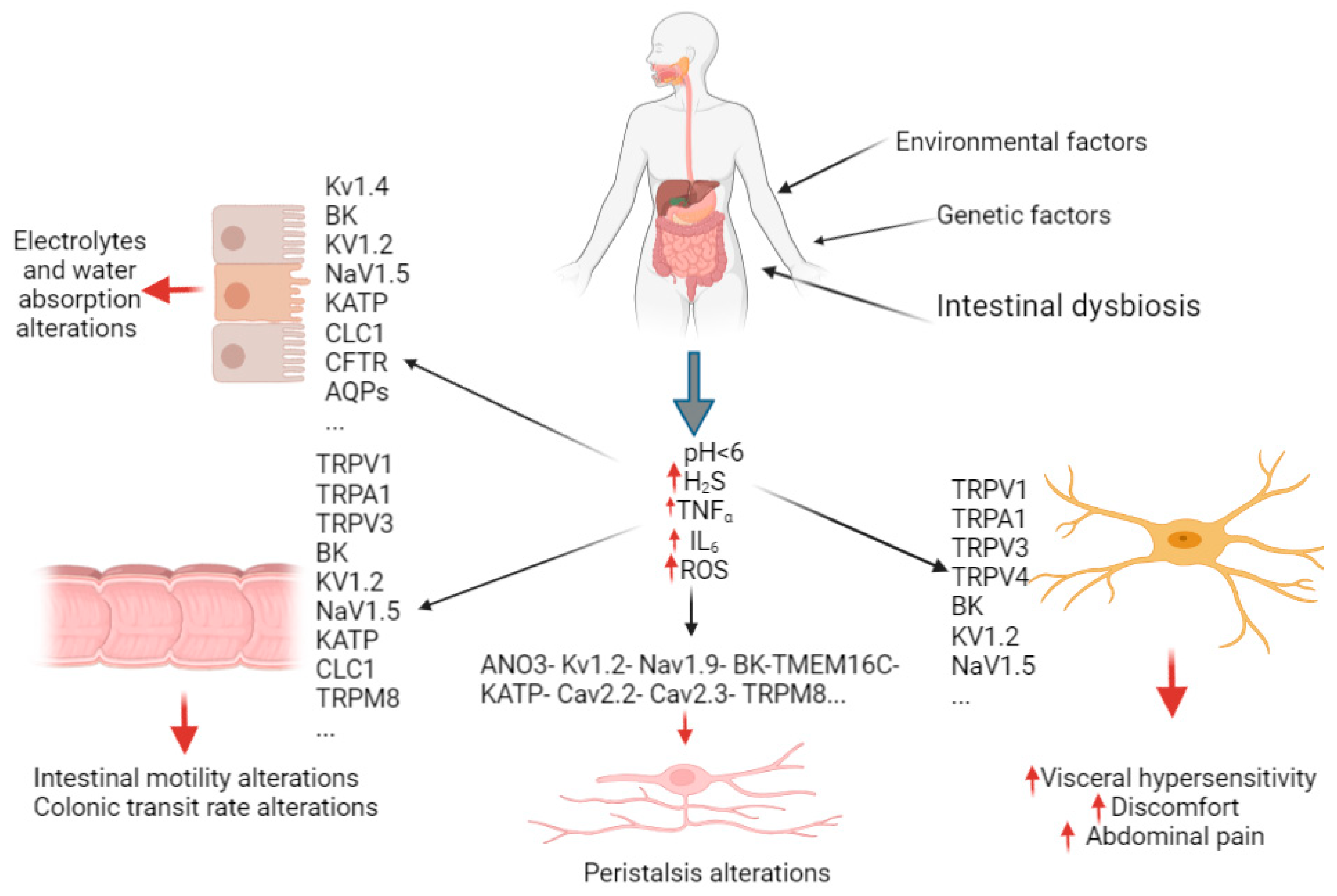 The Role of Ion Channels in Functional Gastrointestinal Disorders (FGID):  Evidence of Channelopathies and Potential Avenues for Future Research and  Therapeutic Targets
