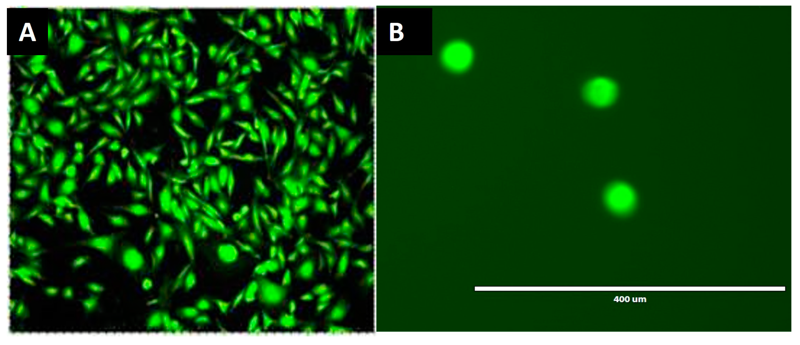 Ijms 24 11075 g004 Ijms 24 11075 g004