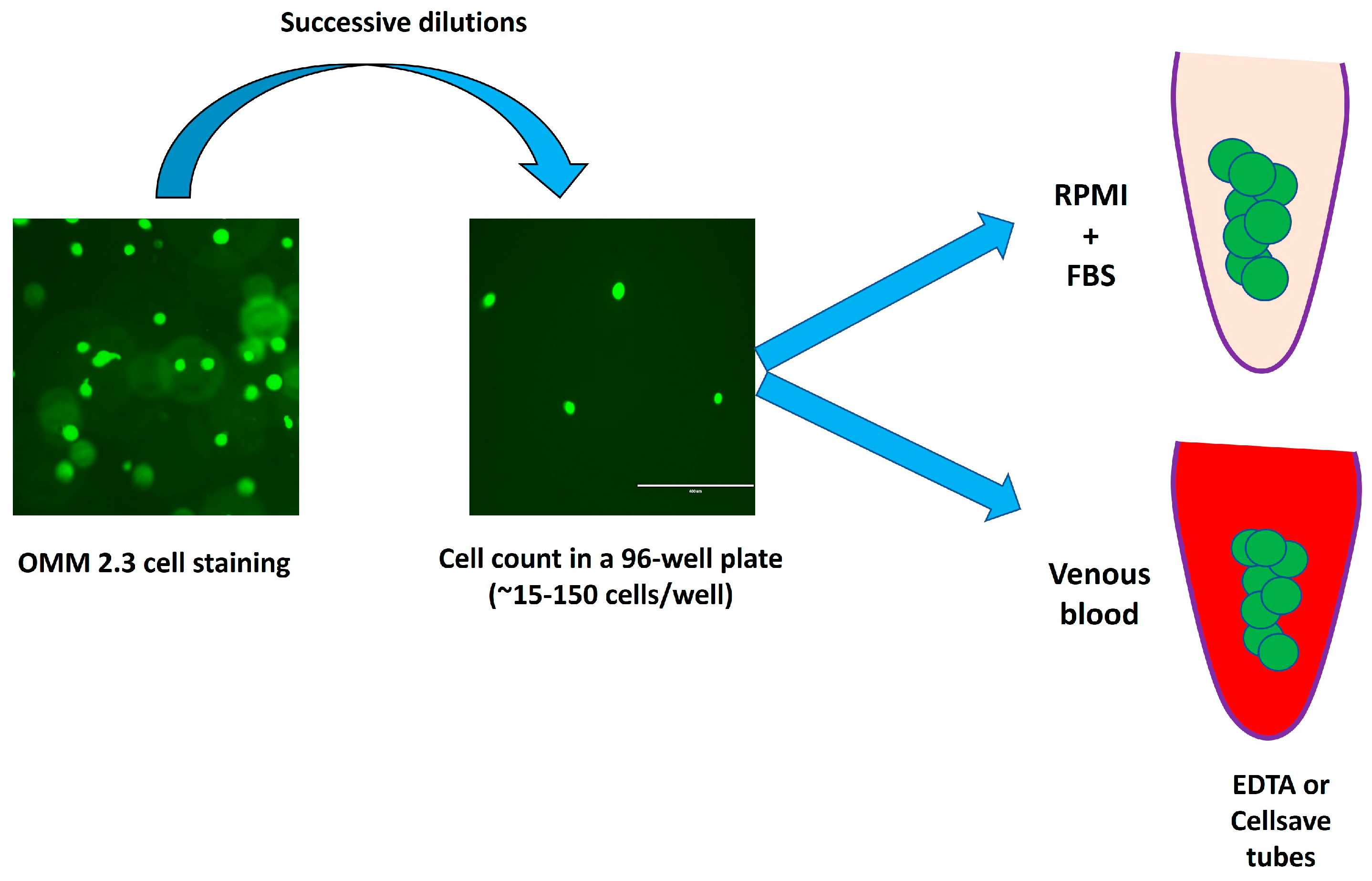 Ijms 24 11075 g005 Ijms 24 11075 g005
