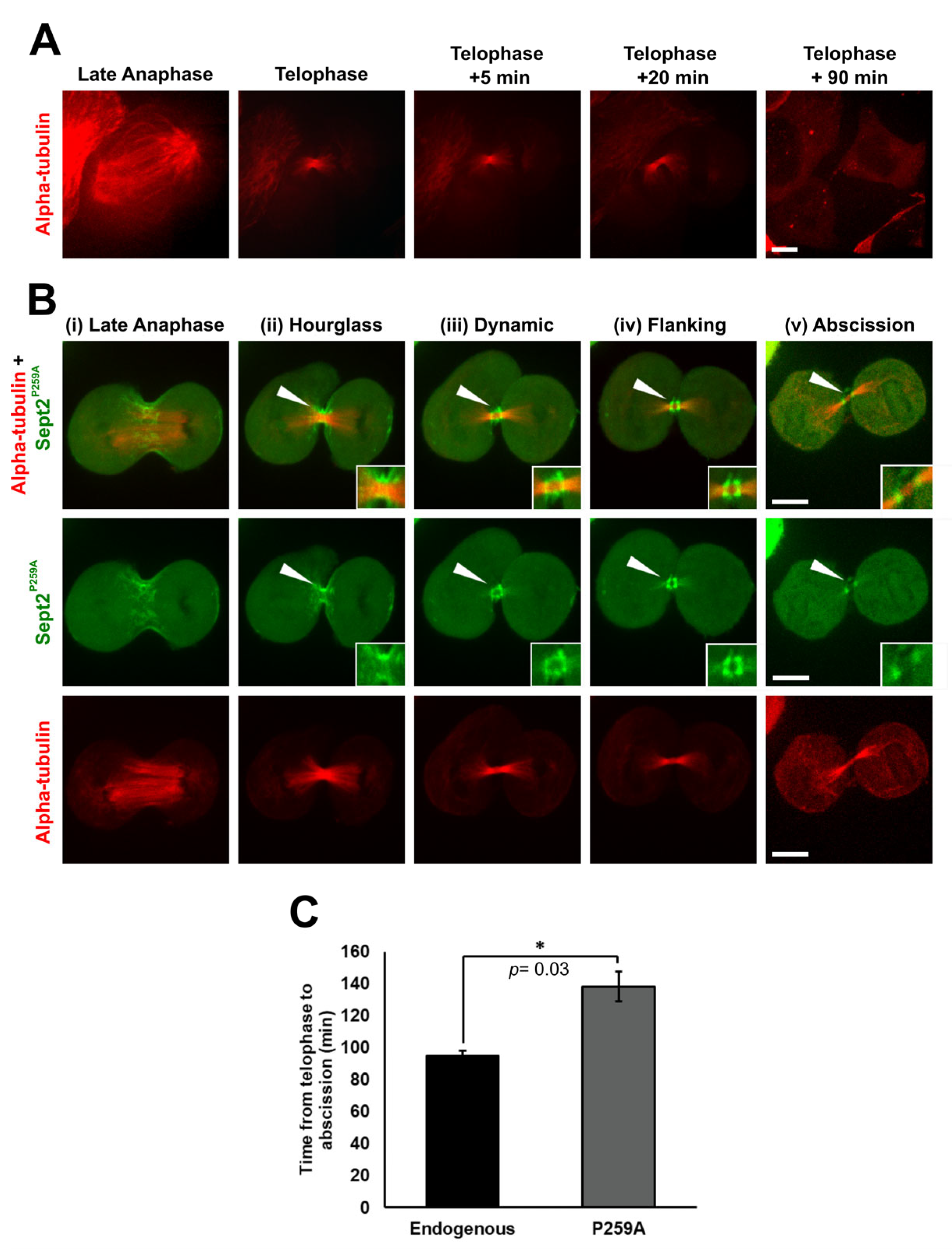 Ijms 24 11084 g005 Ijms 24 11084 g005