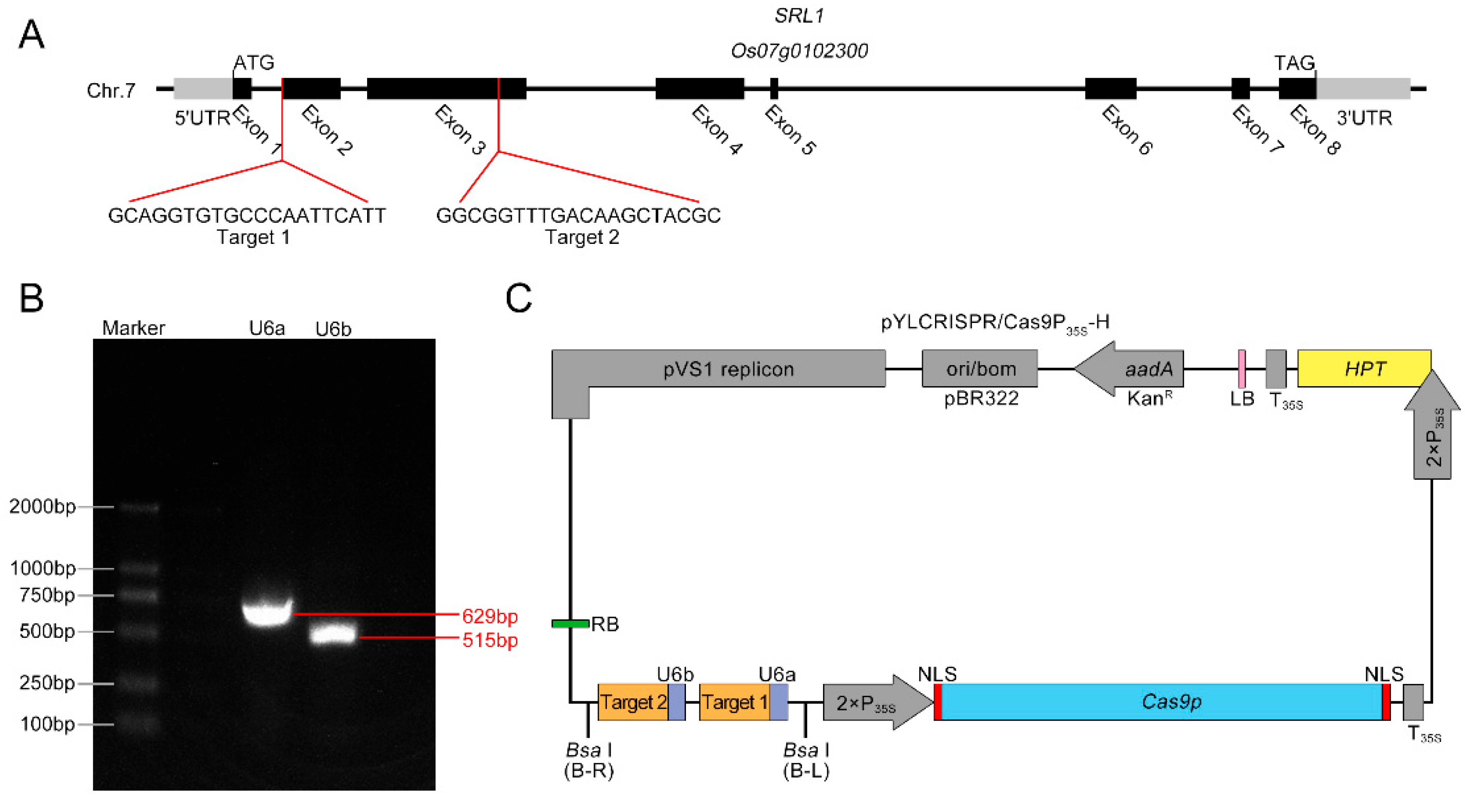 Cyclin-Dependent Kinase 5 Regulates the Polarized Trafficking of  Neuropeptide-Containing Dense-Core Vesicles in Caenorhabditis elegans Motor  Neurons | Journal of Neuroscience