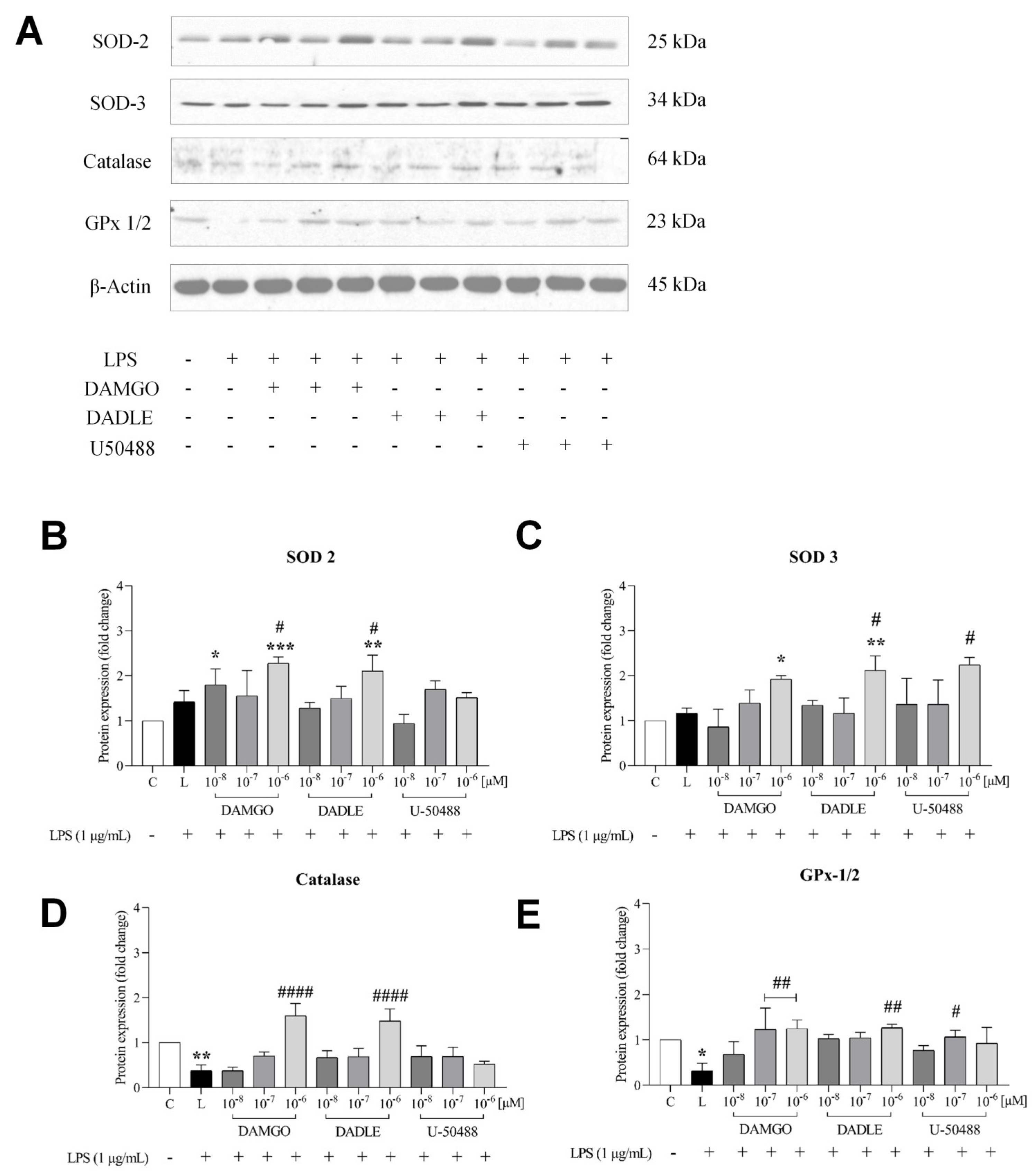 Ijms 24 11089 g003 Ijms 24 11089 g003
