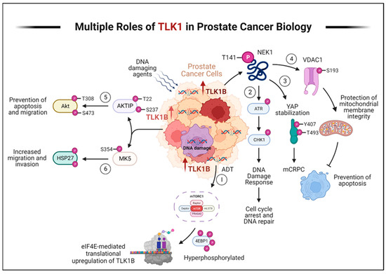 Targeting Prostate Cancer, the 'Tousled Way'