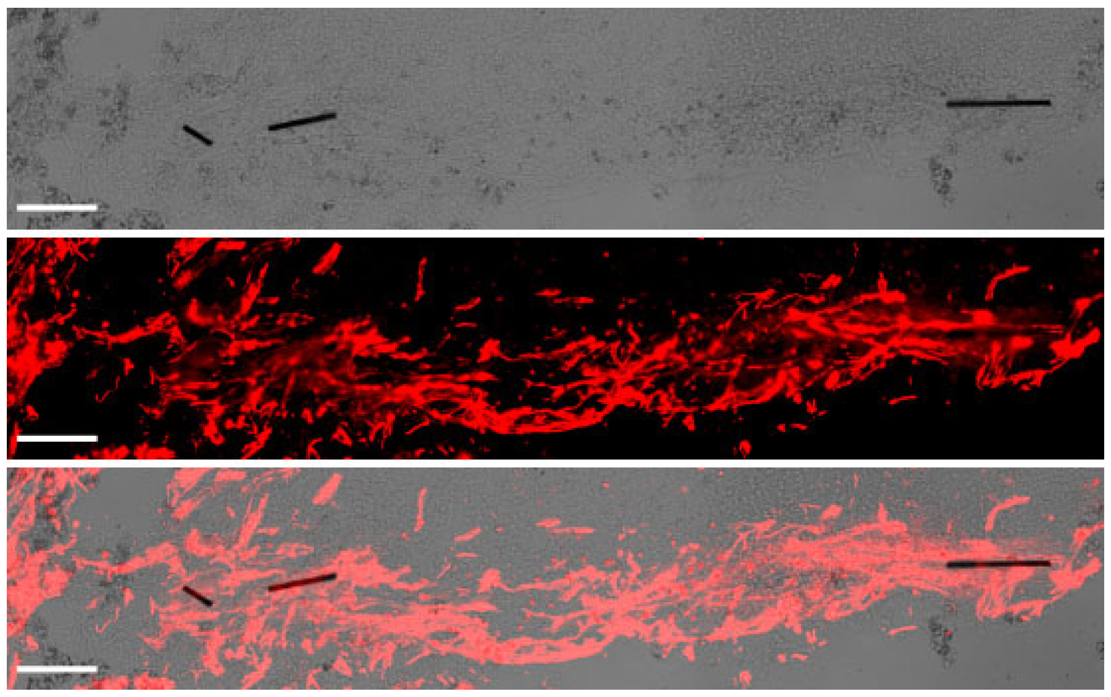 Ijms 24 11102 g004 Ijms 24 11102 g004