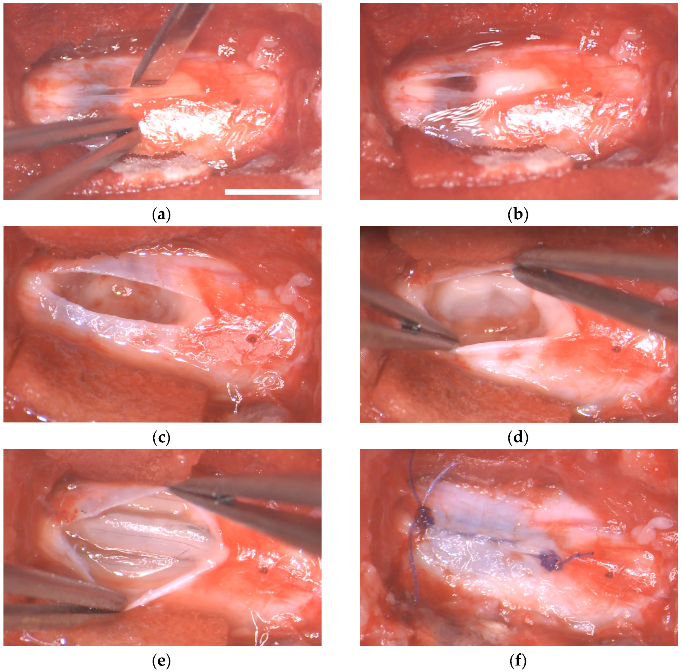 Ijms 24 11102 g007 Ijms 24 11102 g007