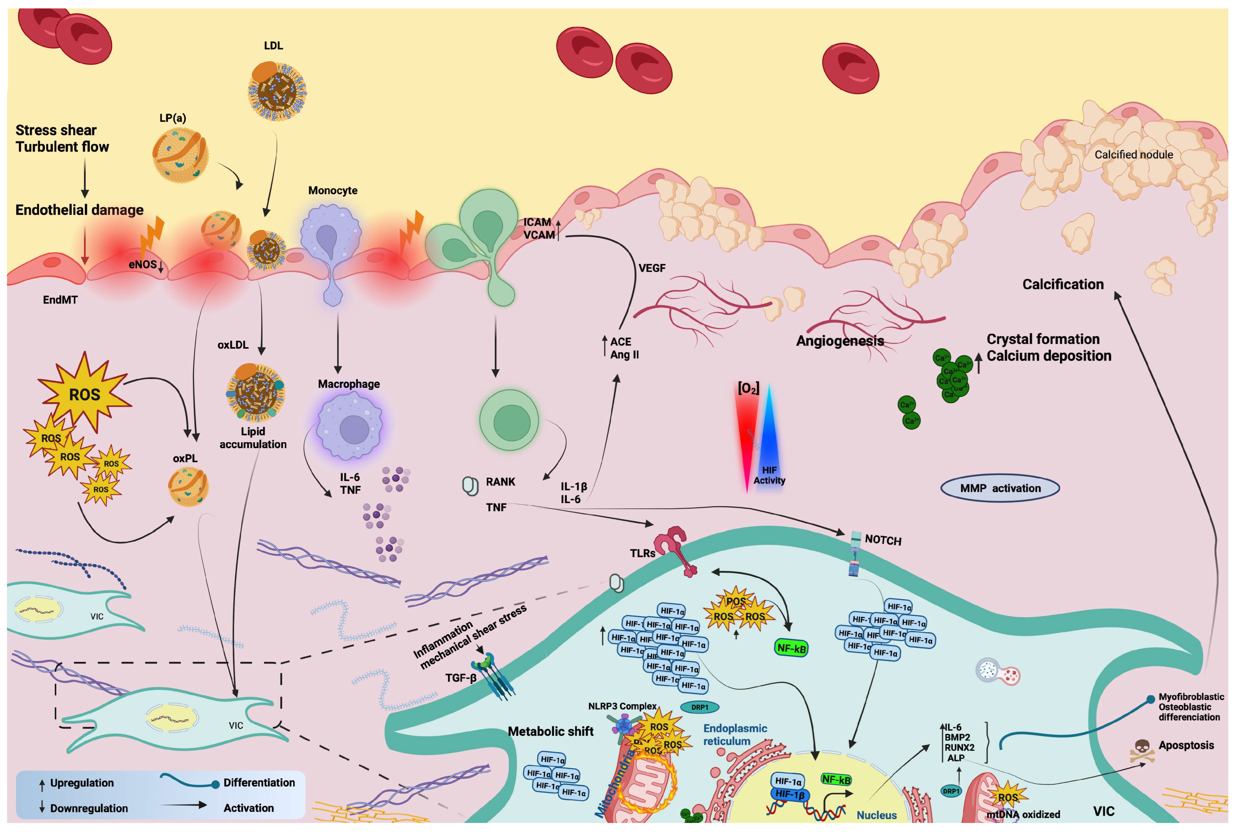 Ijms 24 11105 g003 Ijms 24 11105 g003