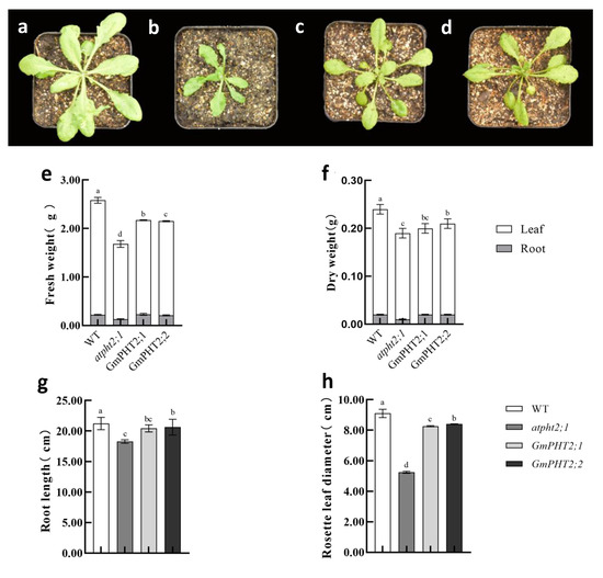 Effects of Soybean Phosphate Transporter Gene GmPHT2 on Pi Transport ...