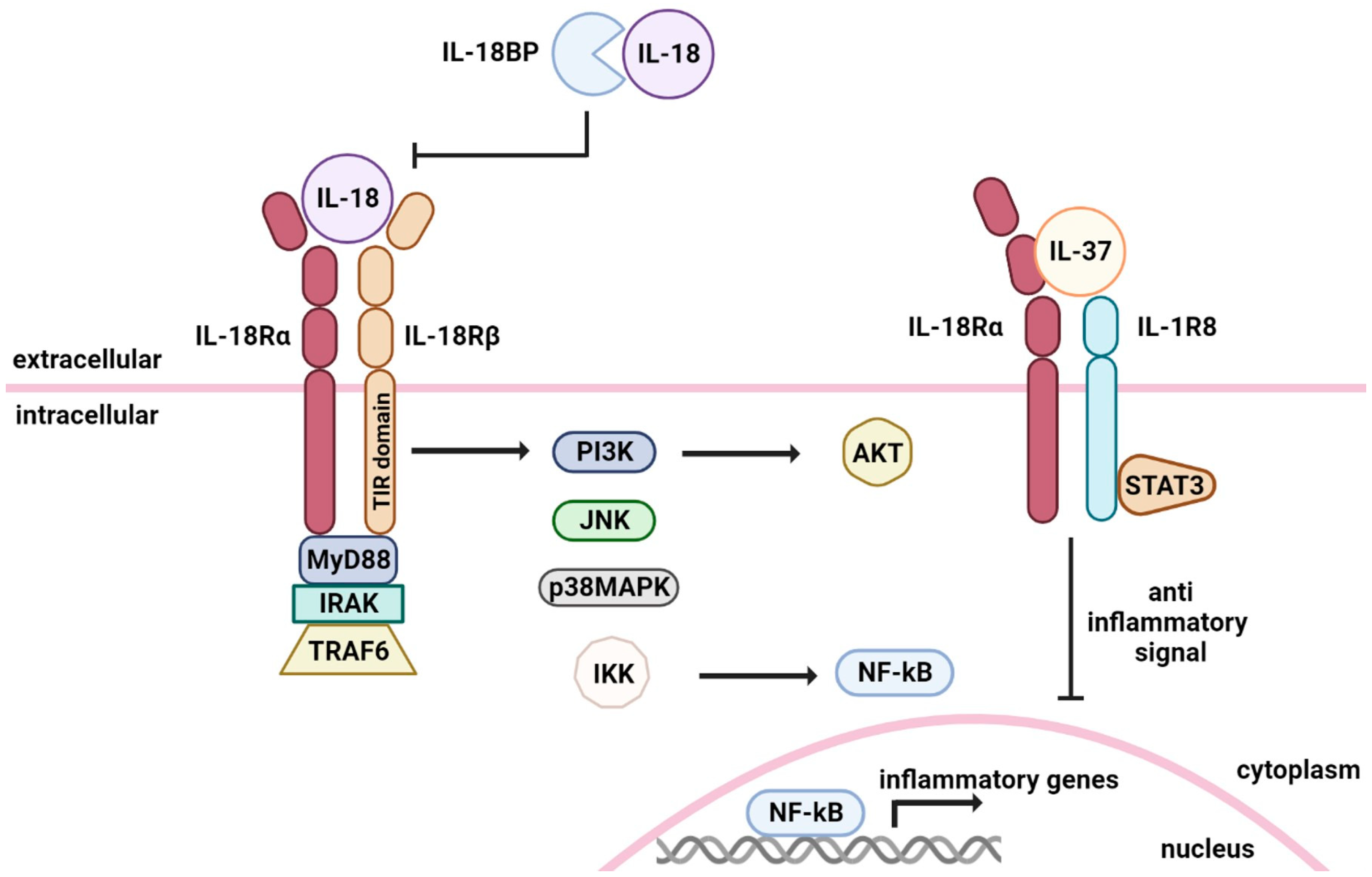 Il 18 in autoinflammatory diseases focus on adult onset still disease