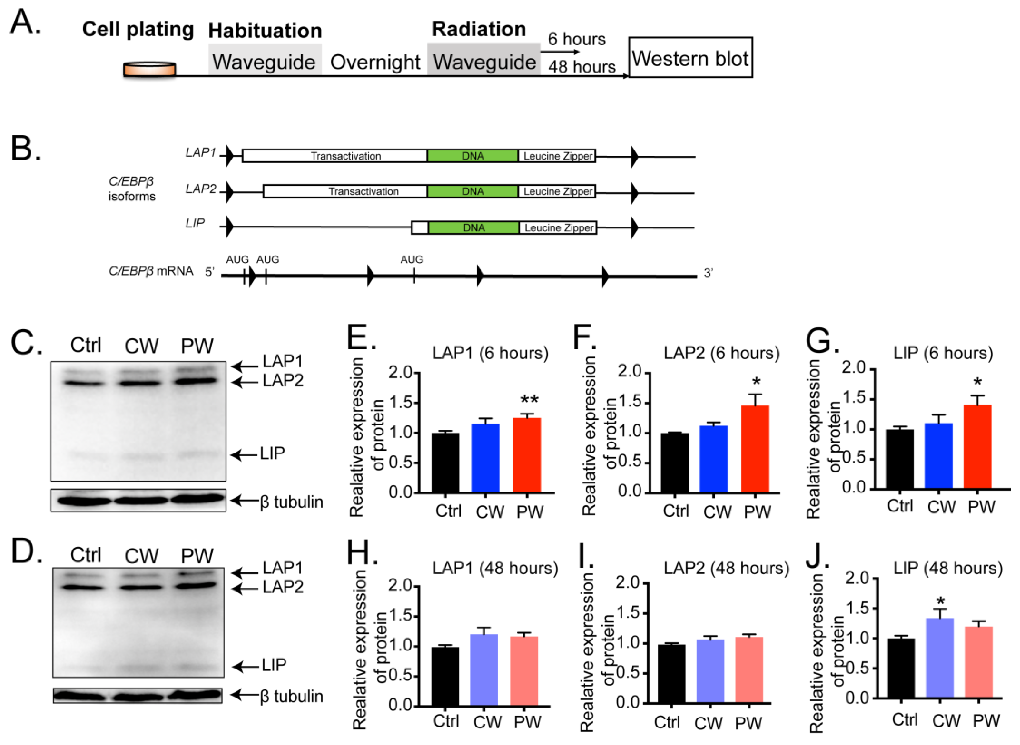 Ijms 24 11131 g002 Ijms 24 11131 g002