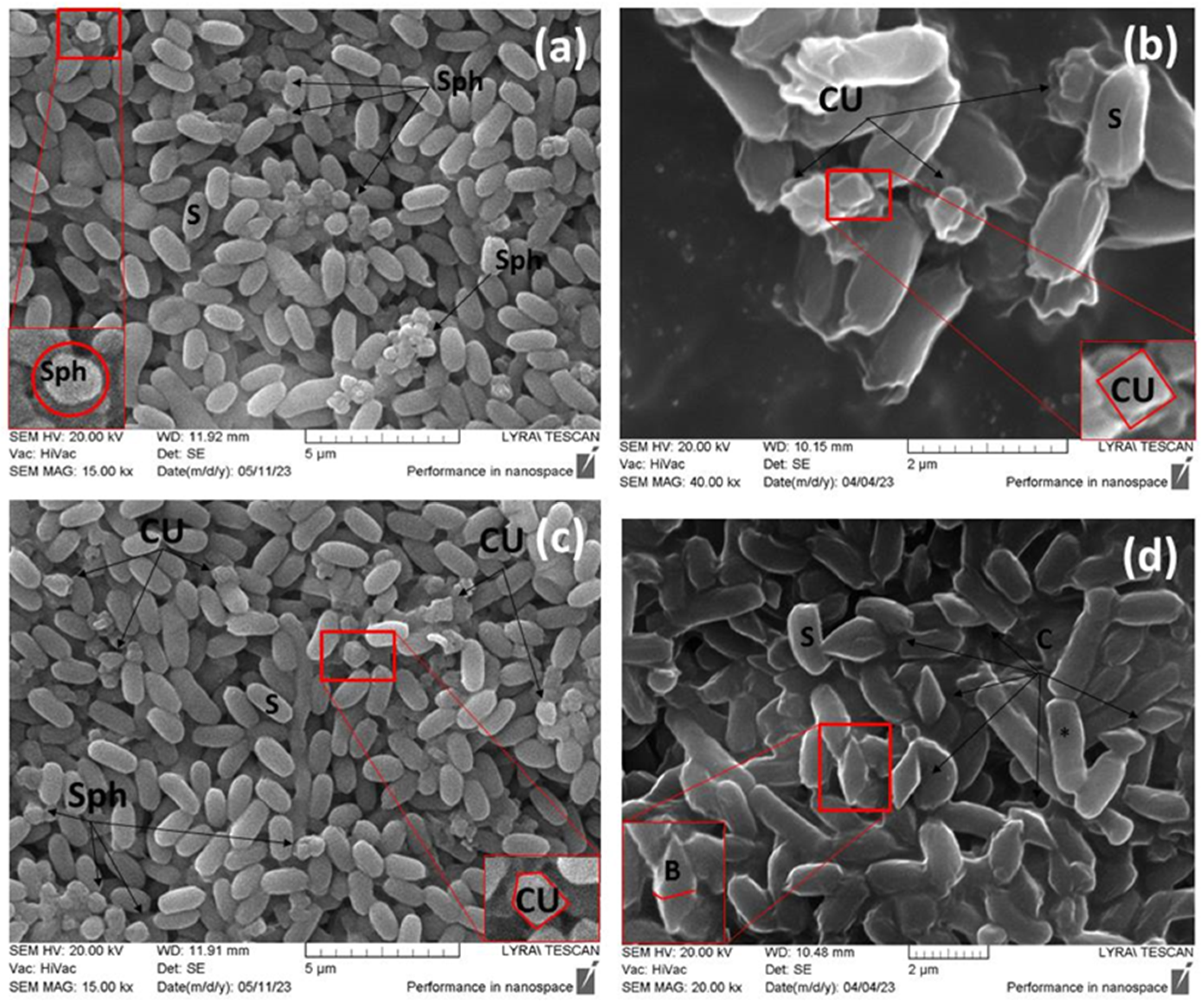 Ijms 24 11137 g003 Ijms 24 11137 g003