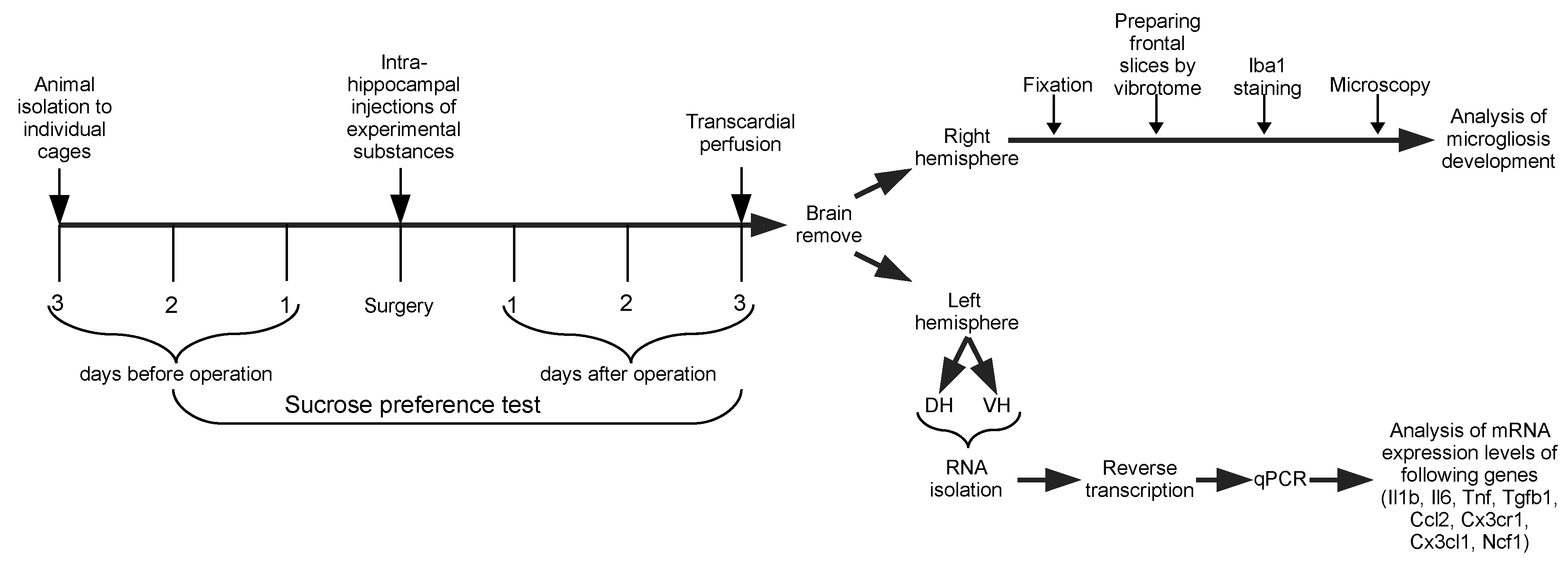 Ijms 24 11147 g007 Ijms 24 11147 g007