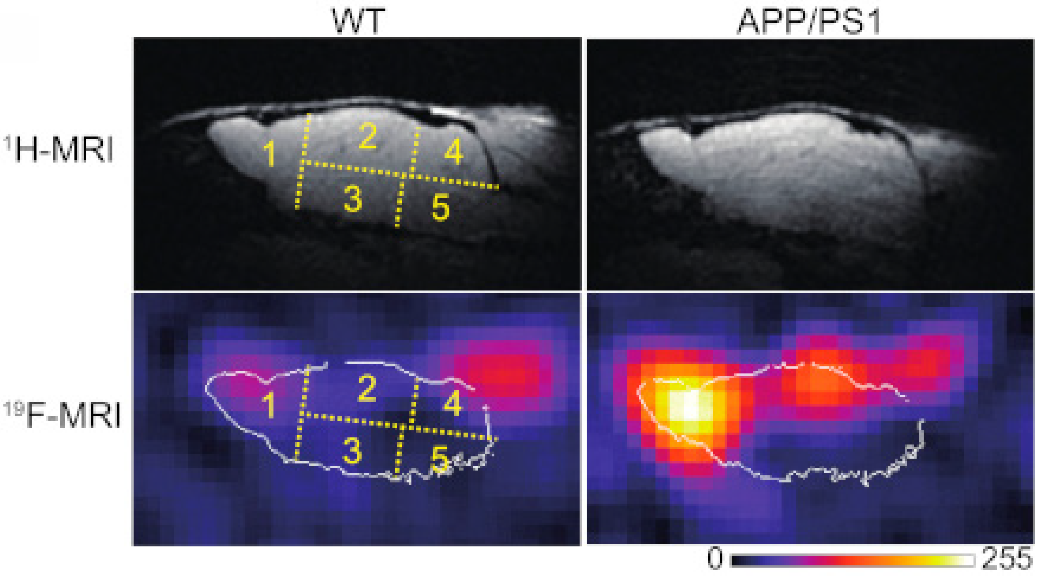 Ijms 24 11152 g012 Ijms 24 11152 g012