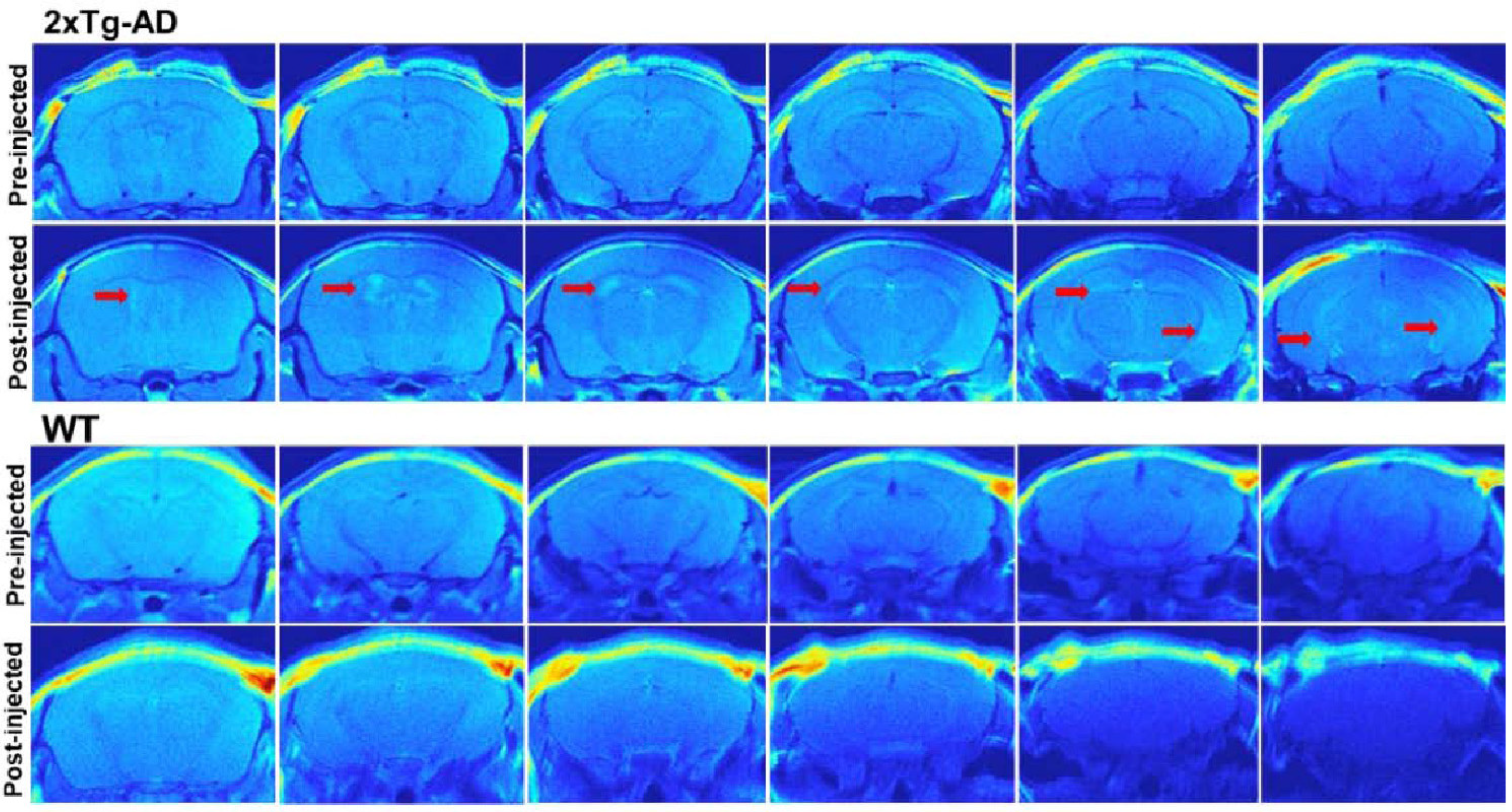 Ijms 24 11152 g030 Ijms 24 11152 g030