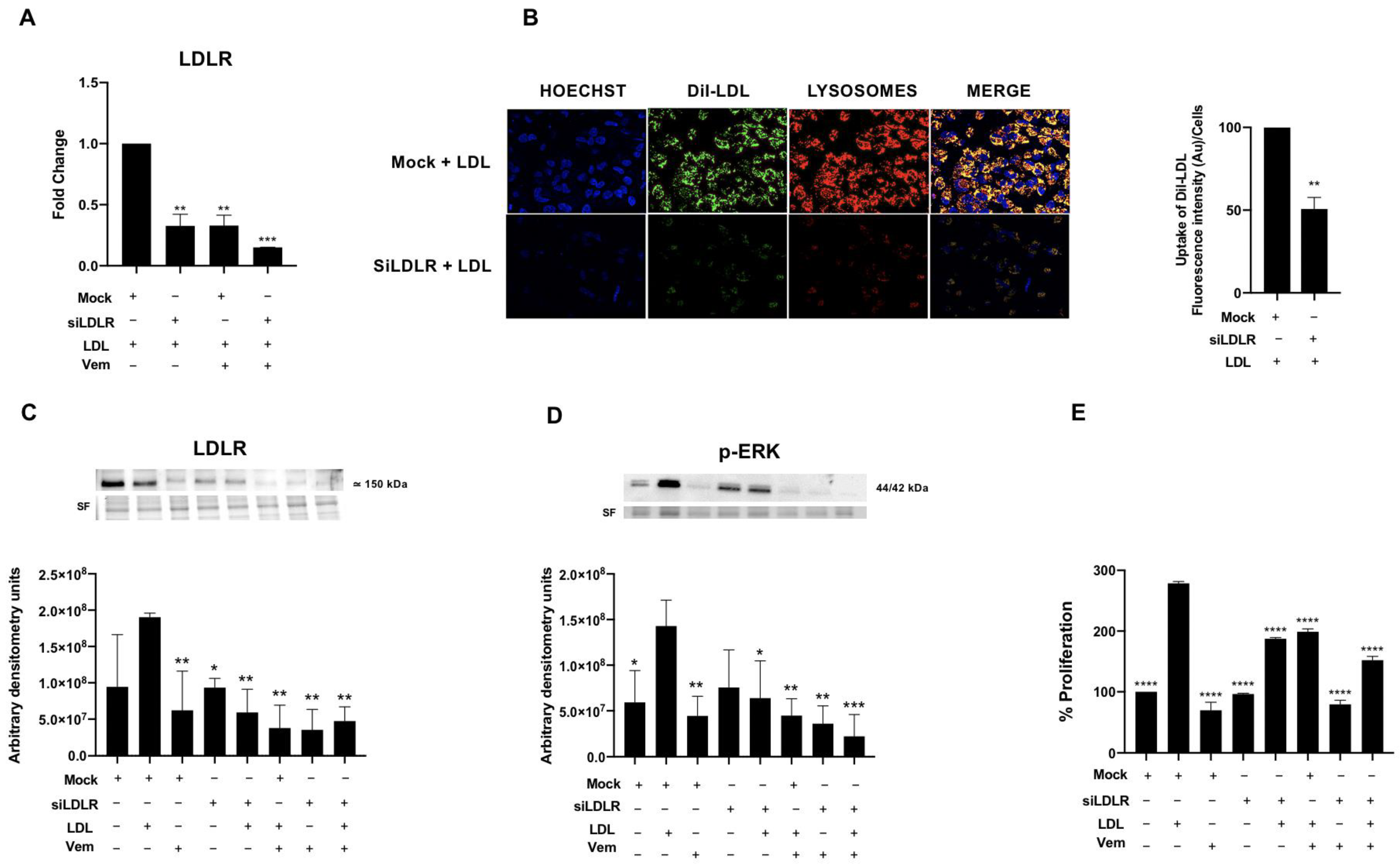 Ijms 24 11153 g007 Ijms 24 11153 g007