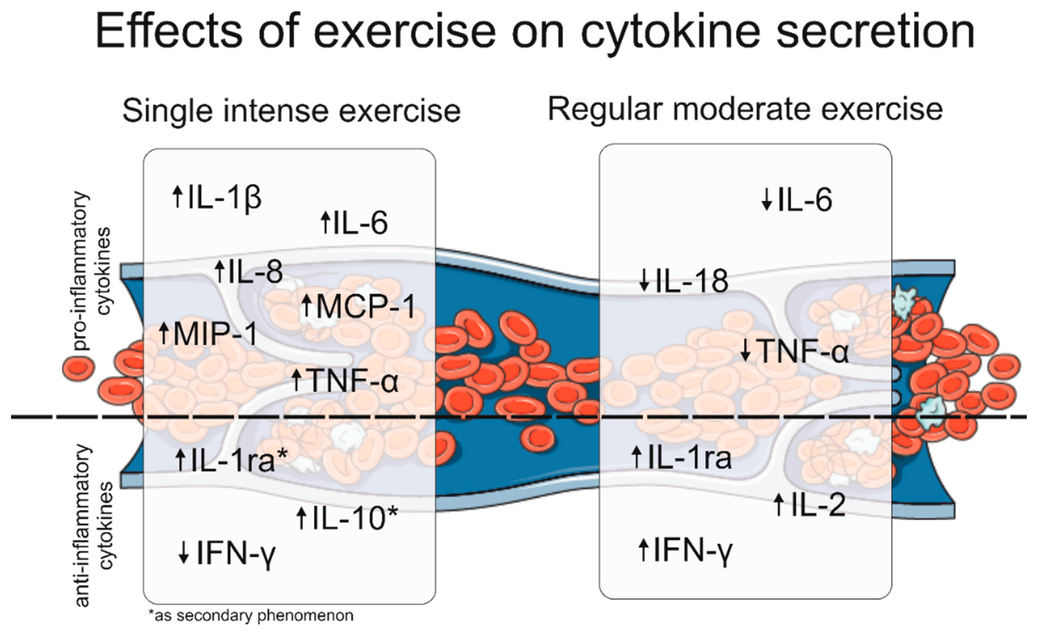IJMS Free Full-Text Cytokines as Biomarkers for Evaluating Physical Exercise in Trained and Non-Trained Individuals A Narrative Review