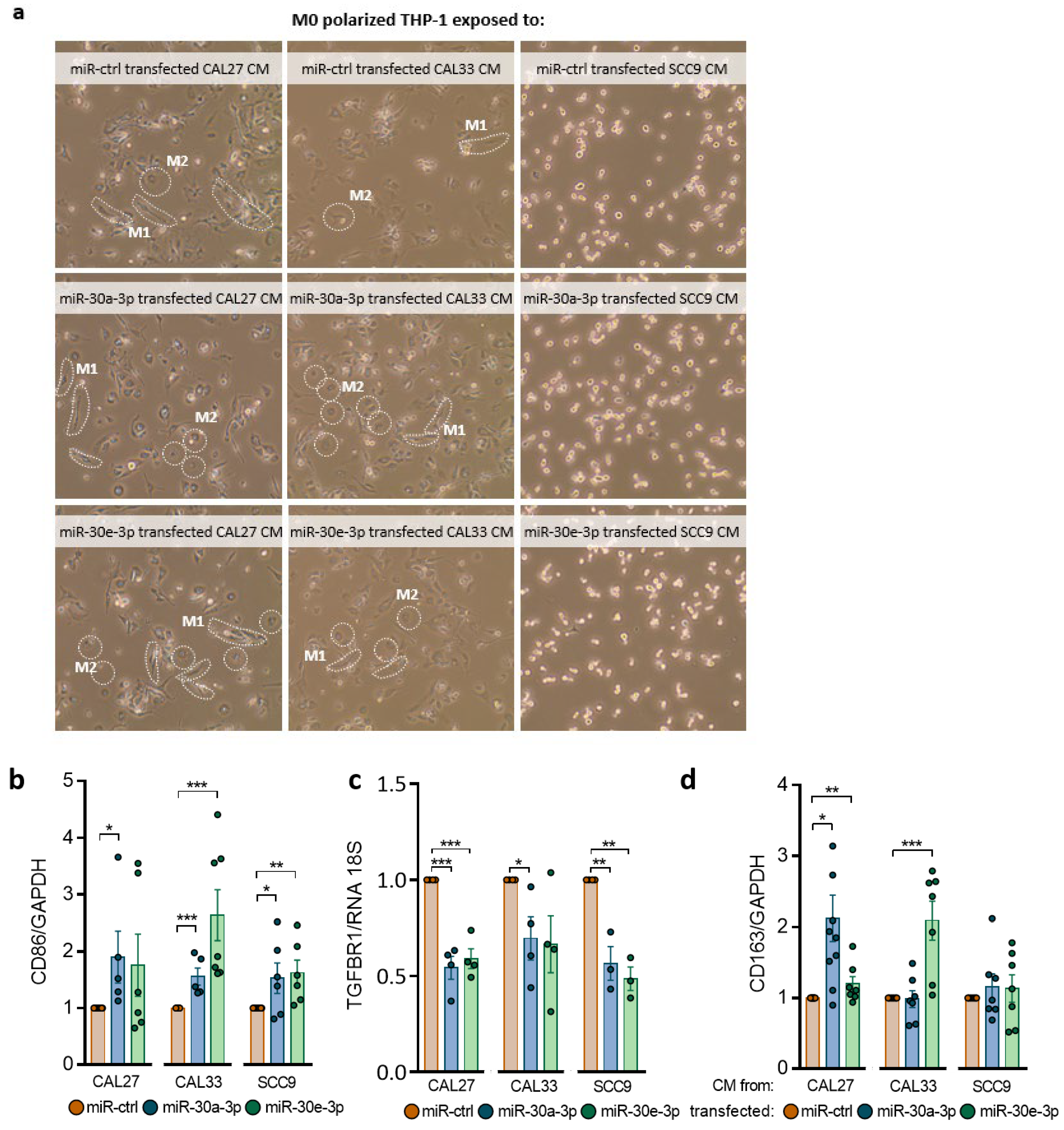 Ijms 24 11178 g005a Ijms 24 11178 g005a