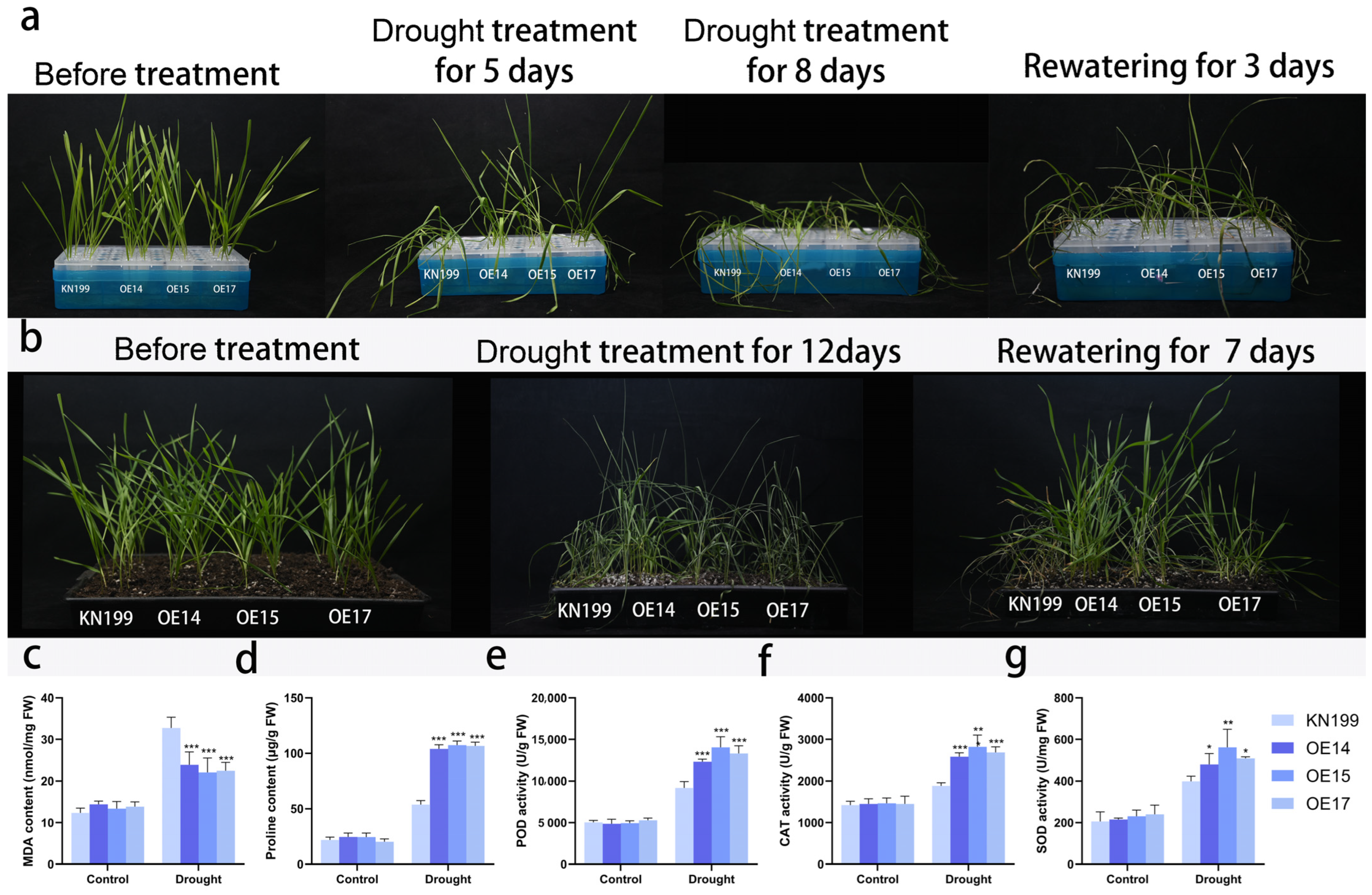 Ijms 24 11185 g017 Ijms 24 11185 g017
