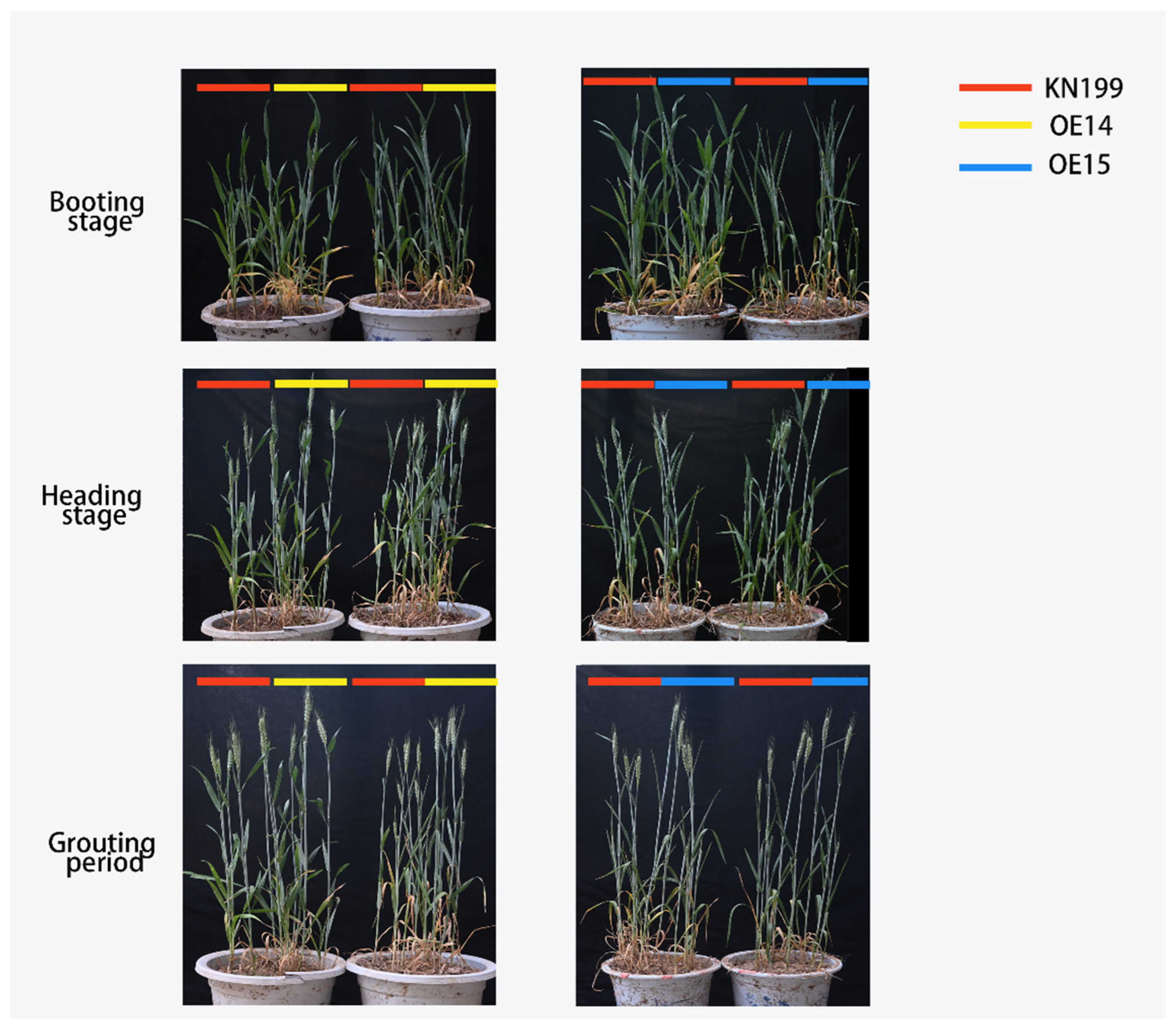 Ijms 24 11185 g019 Ijms 24 11185 g019