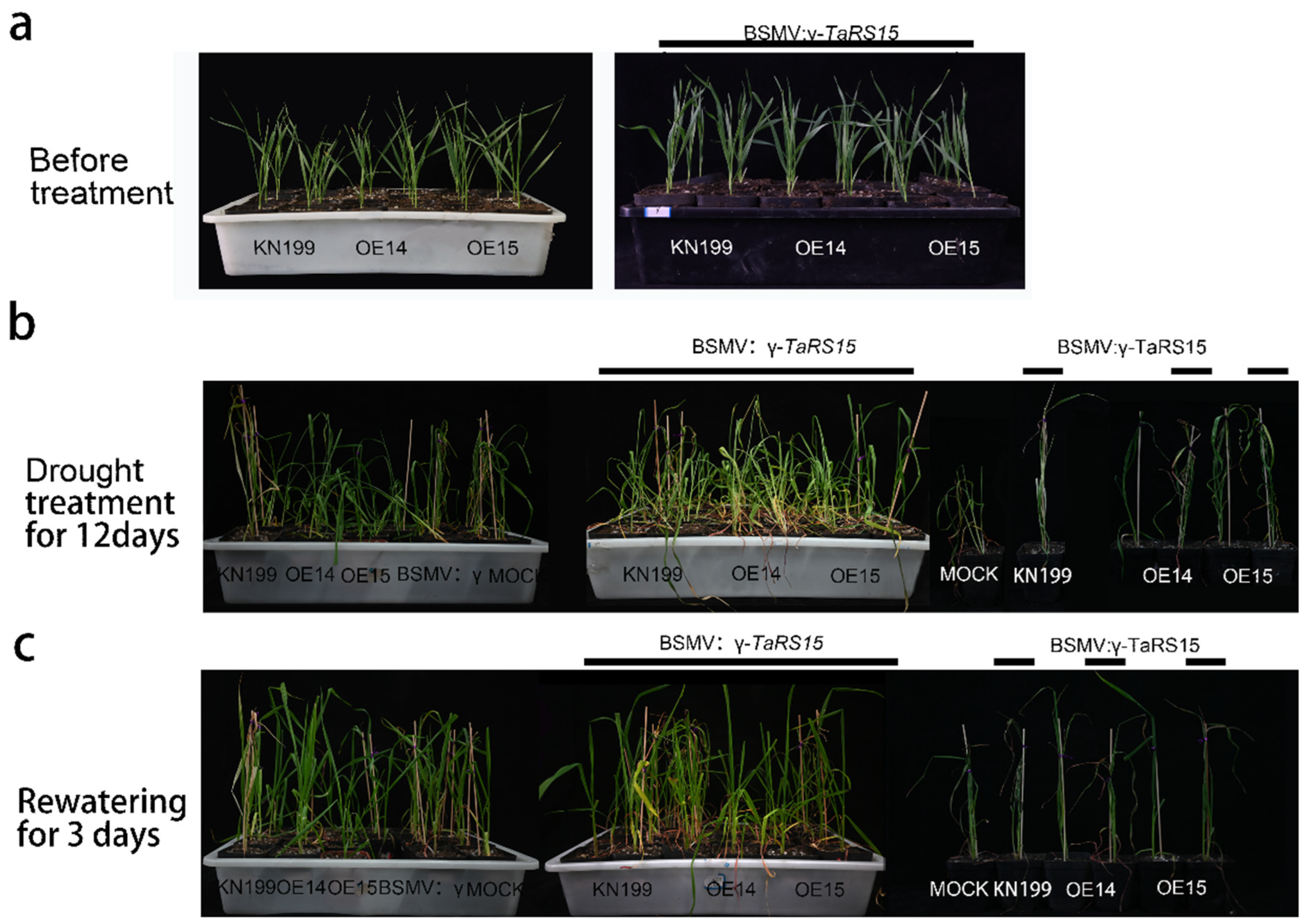 Ijms 24 11185 g023 Ijms 24 11185 g023