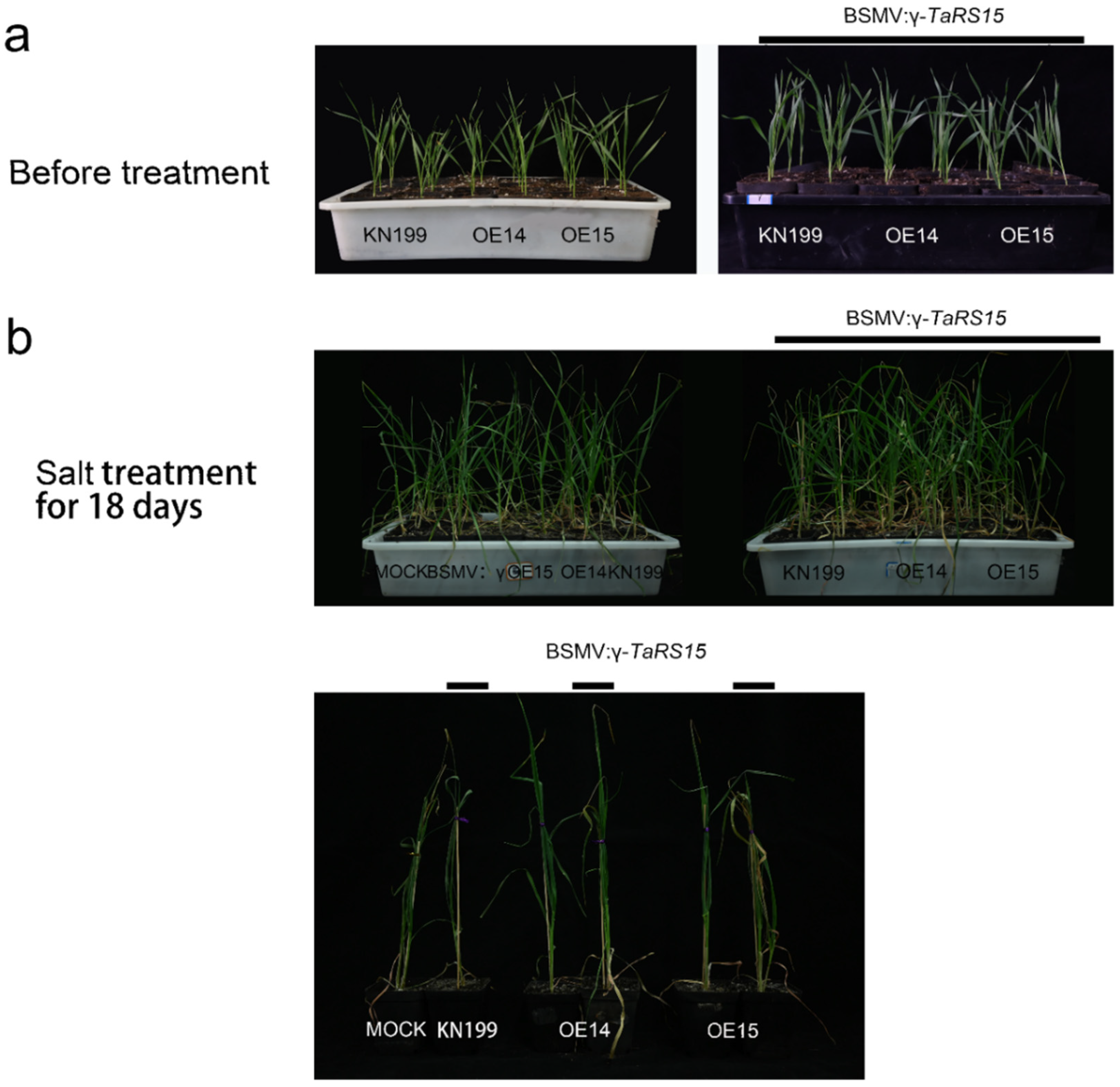 Ijms 24 11185 g025 Ijms 24 11185 g025
