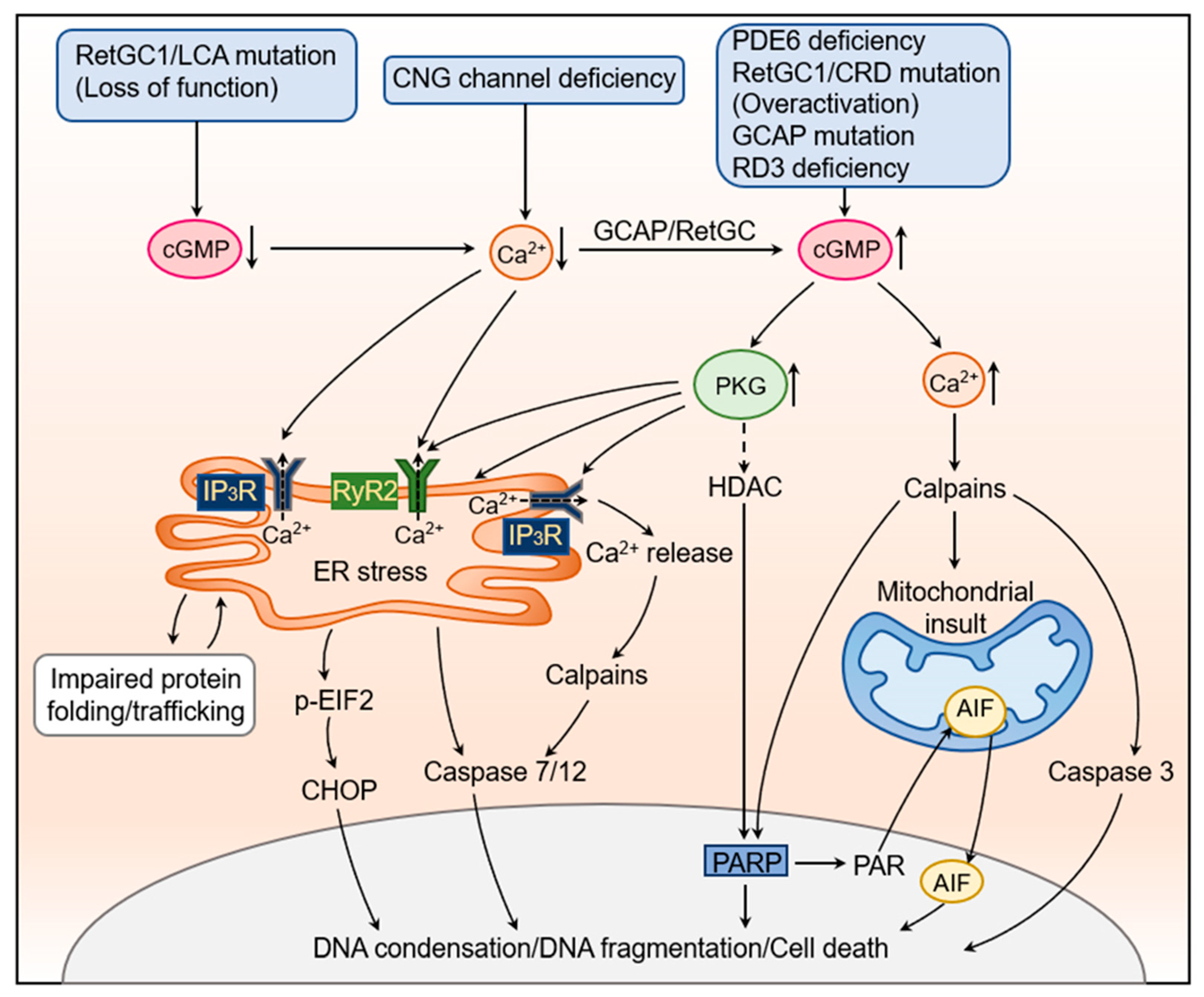 Ijms 24 11200 g002 Ijms 24 11200 g002