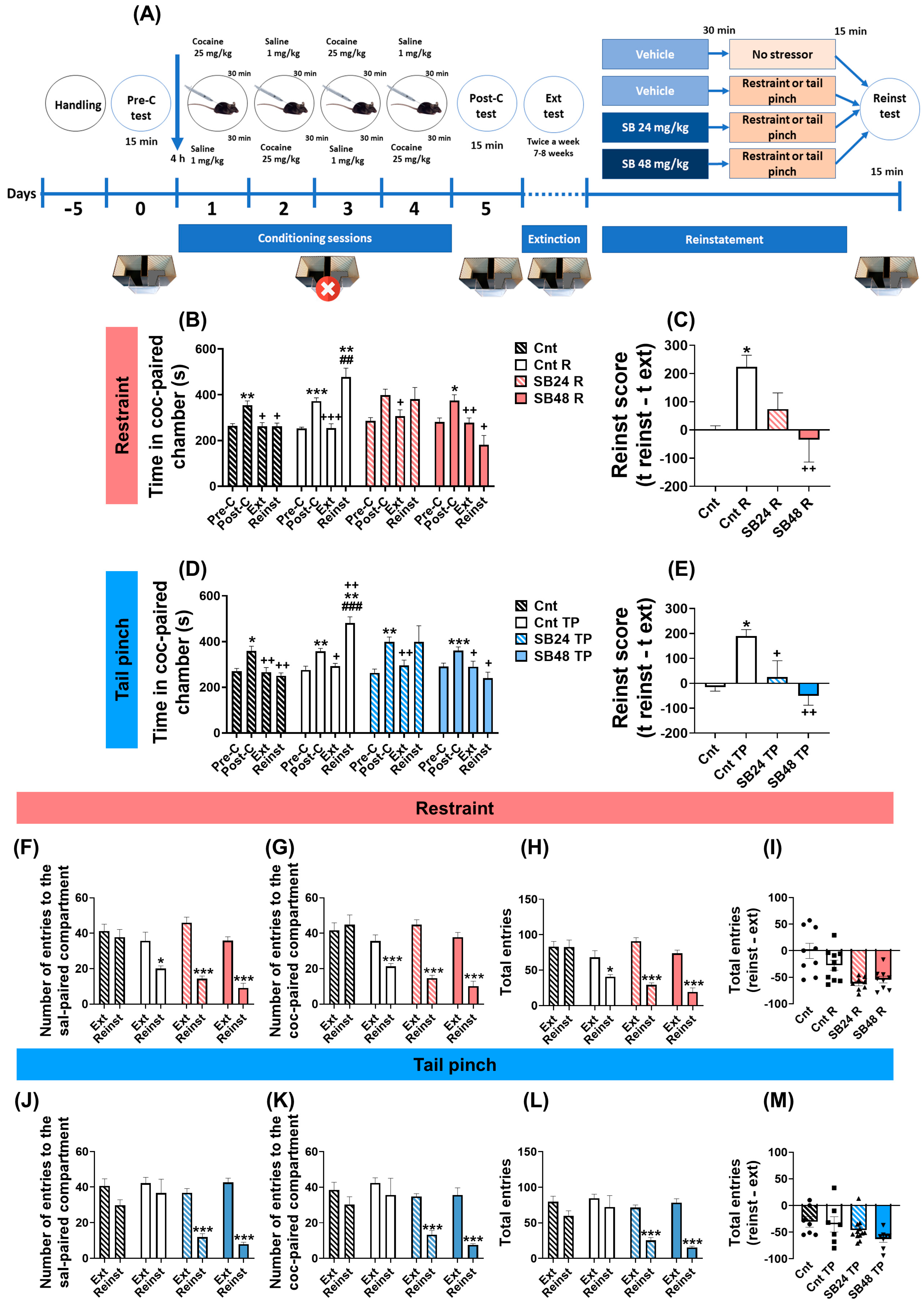 IJMS   Free Full Text   Dopamine D3 Receptor Modulates Akt/mTOR