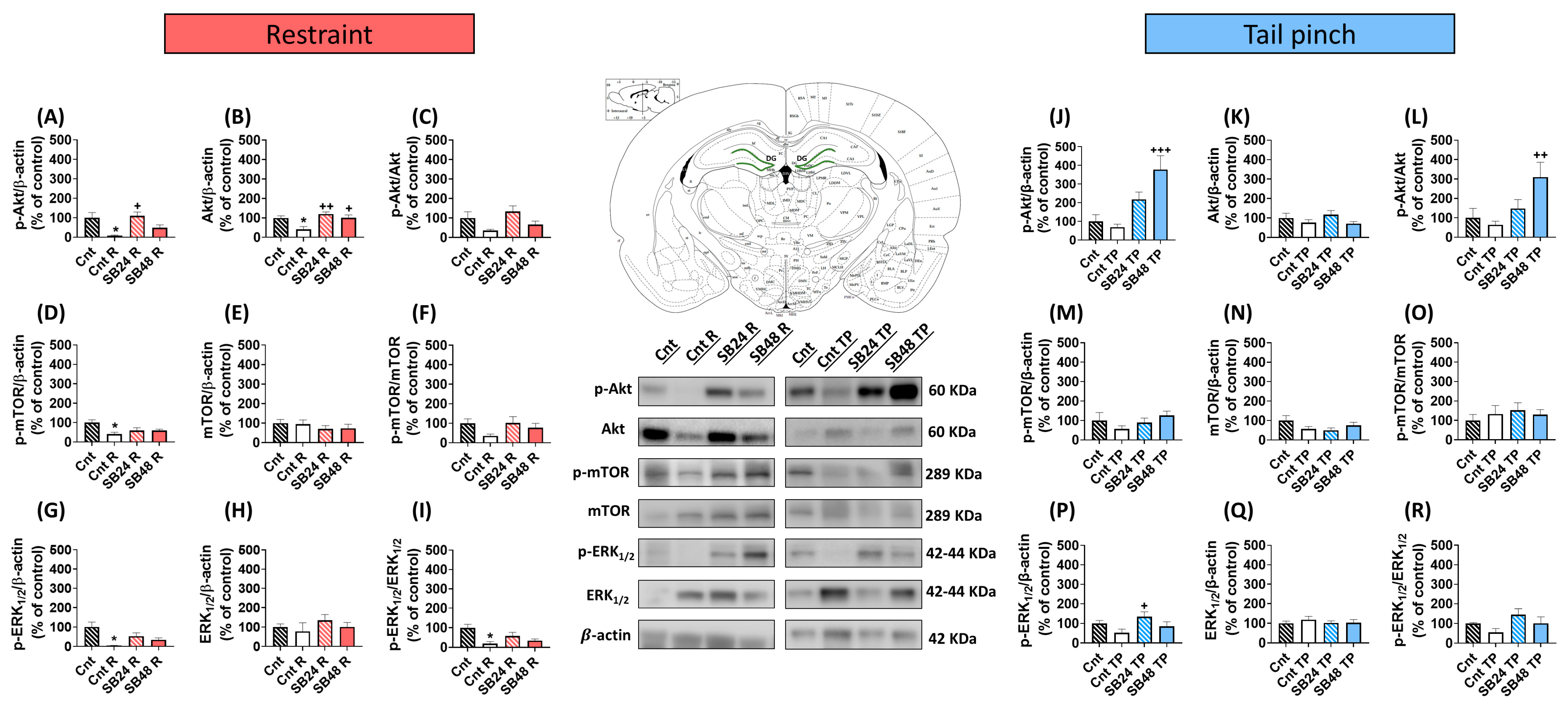 Dopamine D3 Receptor Modulates Akt/mTOR and ERK1/2 Pathways
