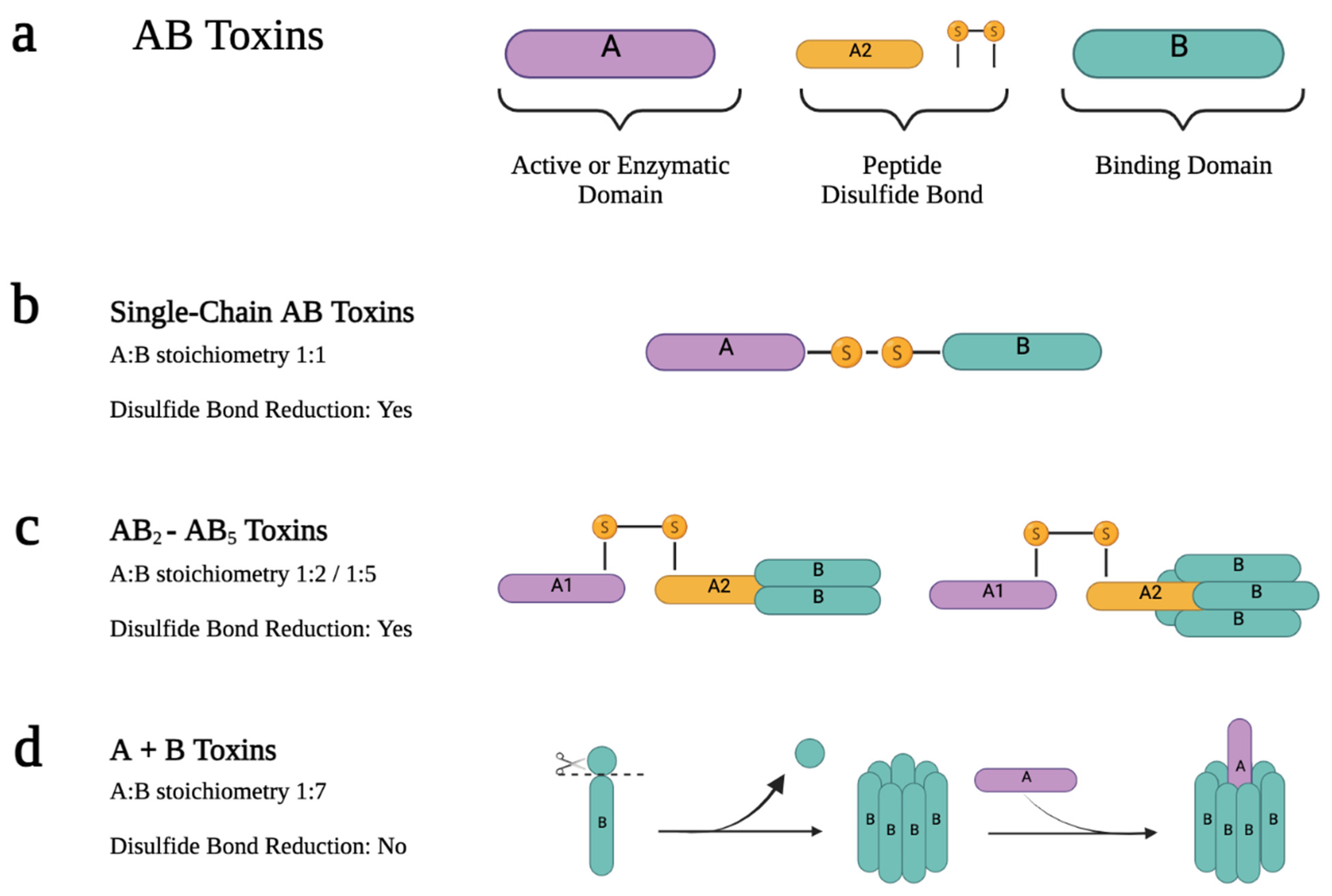 IJMS Free FullText AB Toxins as HighAffinity Ligands for Cell