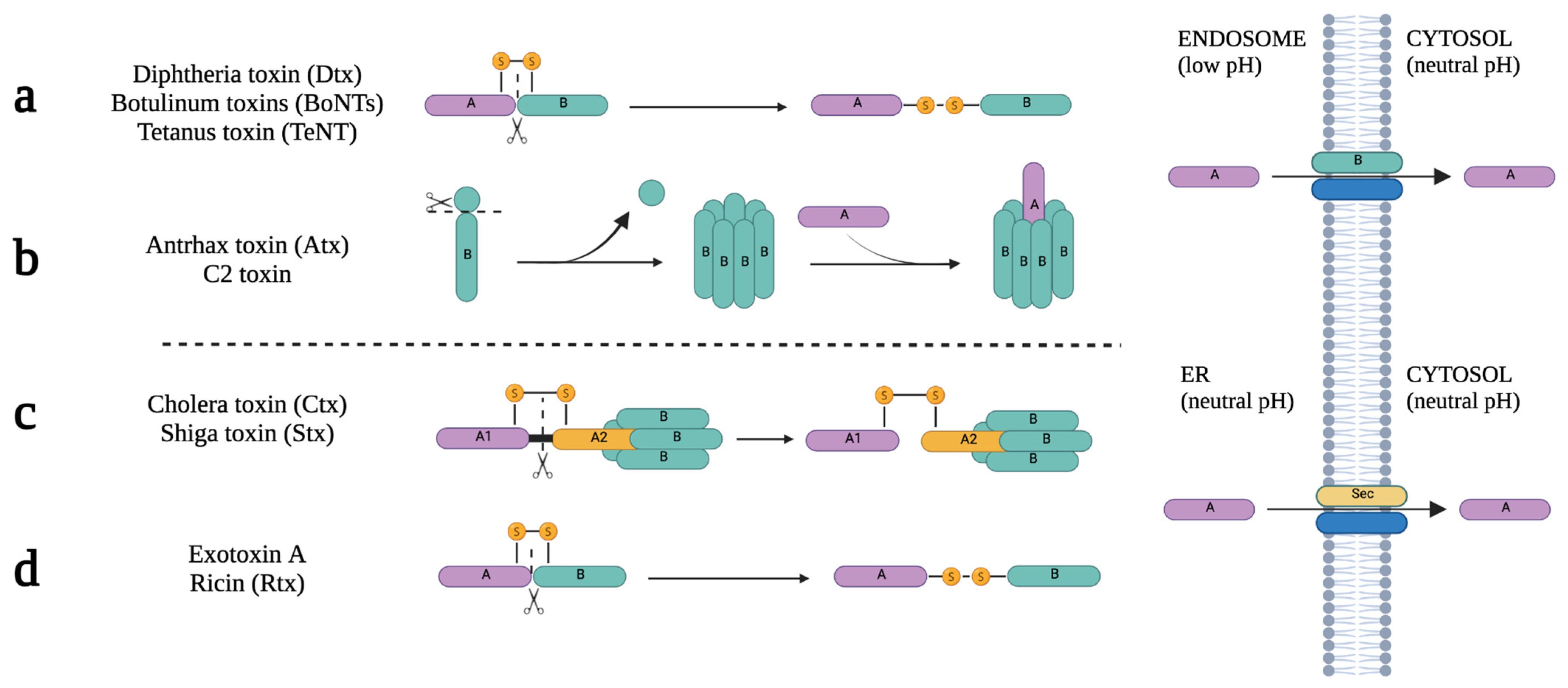 Ijms 24 11227 g003 Ijms 24 11227 g003