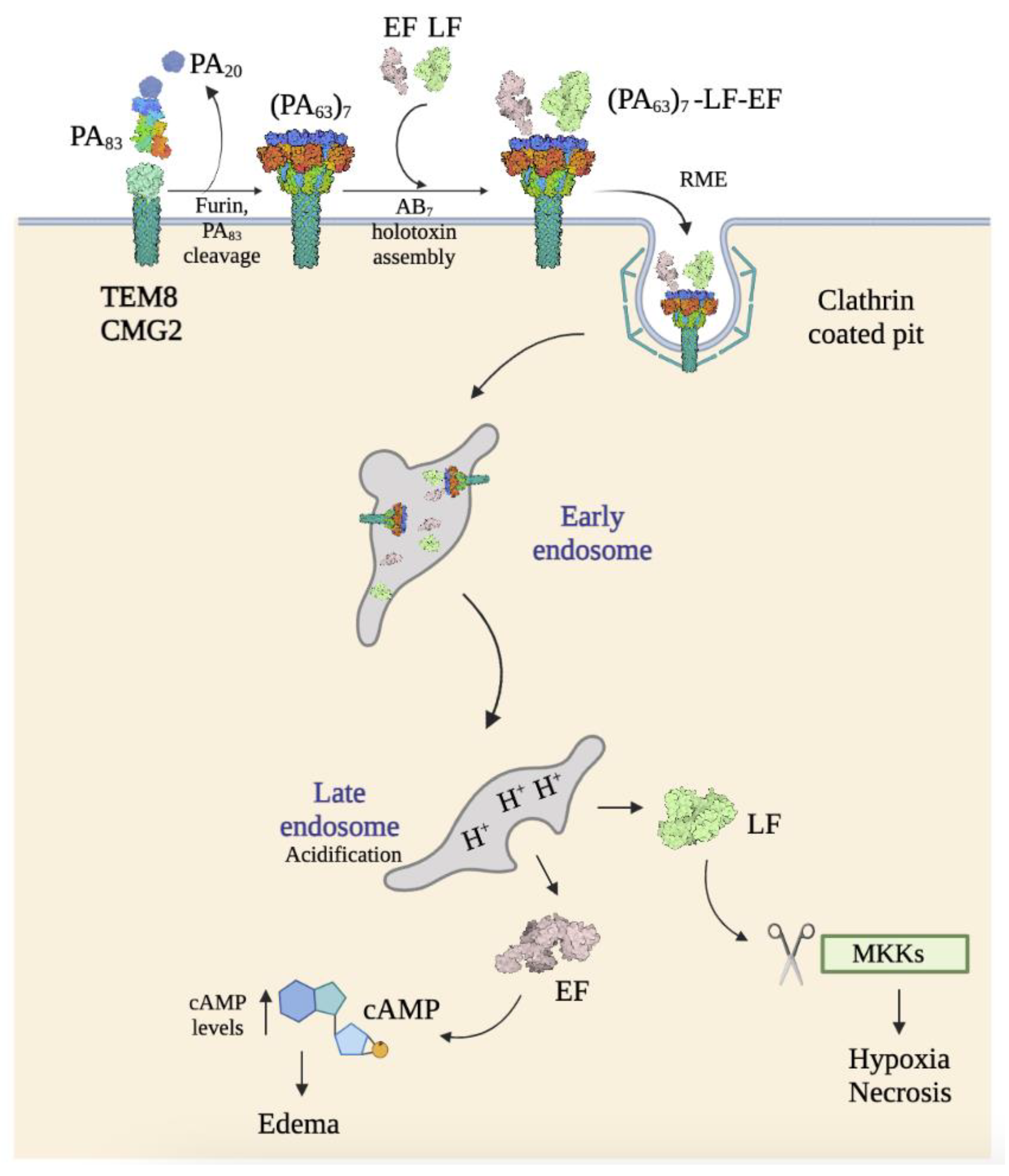 Ijms 24 11227 g006 Ijms 24 11227 g006