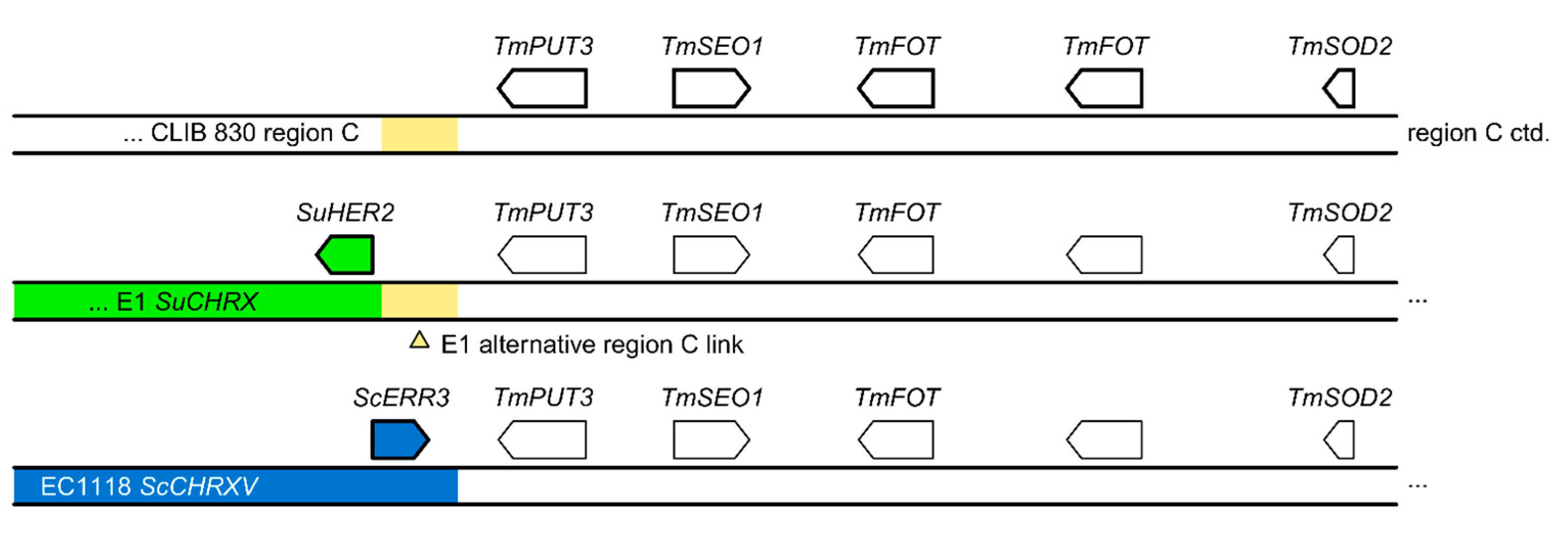 Ijms 24 11232 g005 Ijms 24 11232 g005