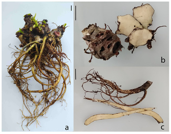 Individual Differences in Growth and in Accumulation of