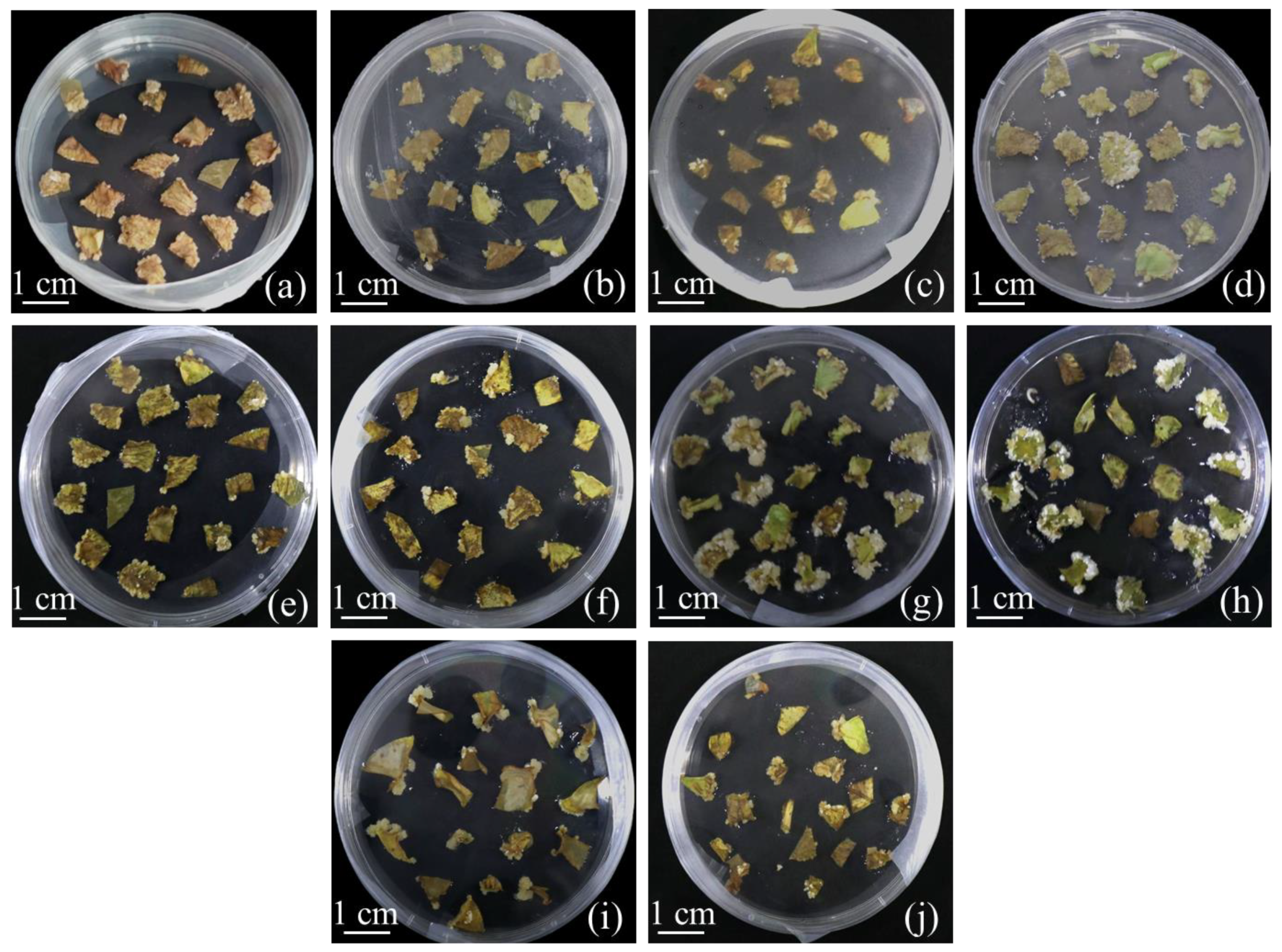 Ijms 24 11260 g001 Ijms 24 11260 g001