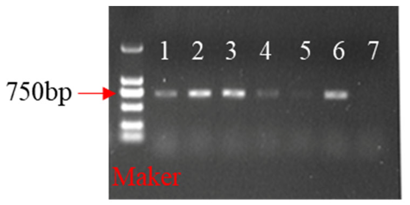 Ijms 24 11260 g007 Ijms 24 11260 g007