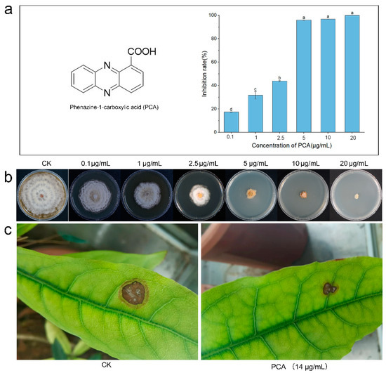 Antifungal Mechanism of Phenazine-1-Carboxylic Acid against