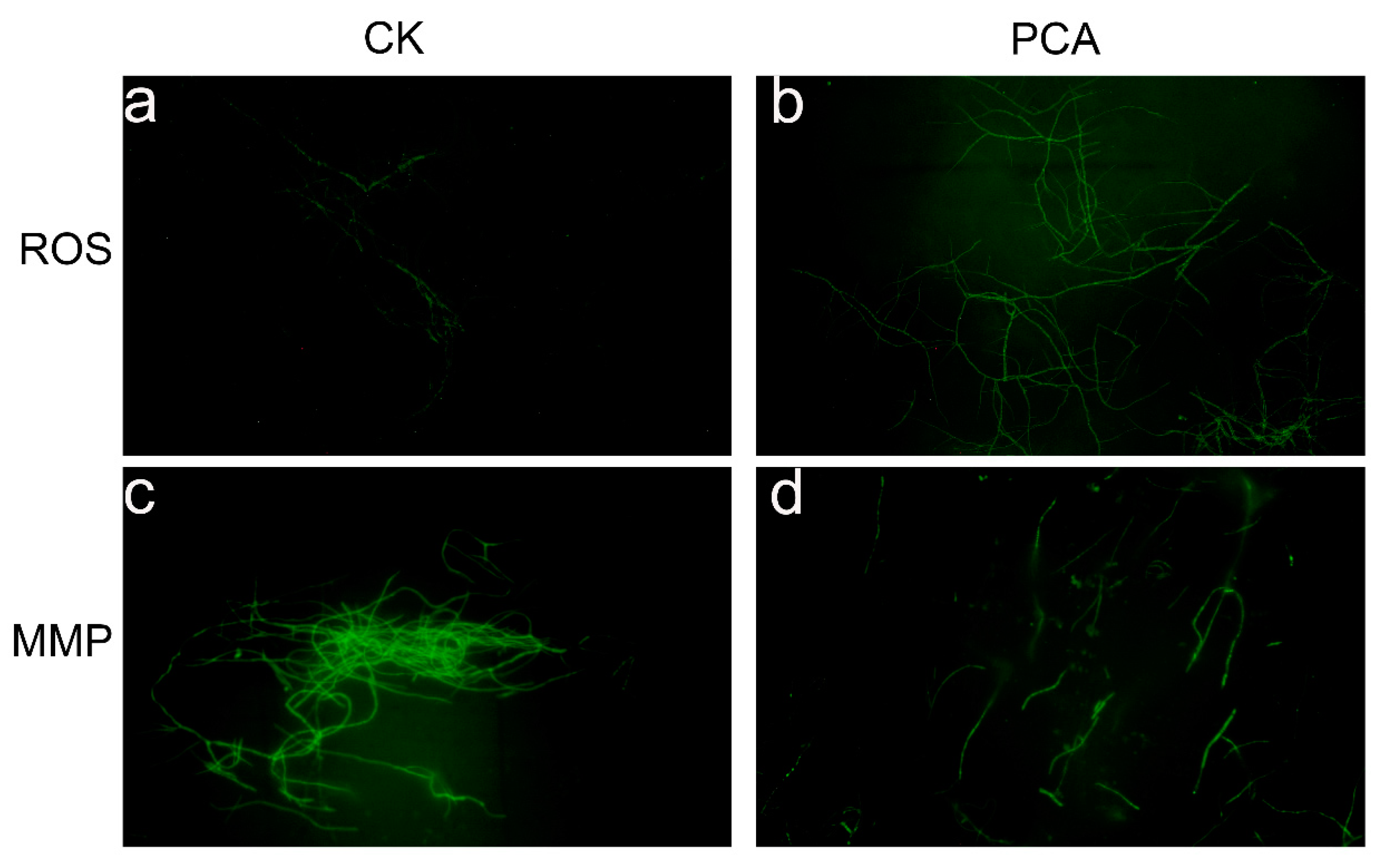 Ijms 24 11274 g003 Ijms 24 11274 g003