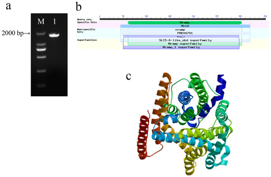 MsNRAMP2 Enhances Tolerance to Iron Excess Stress in