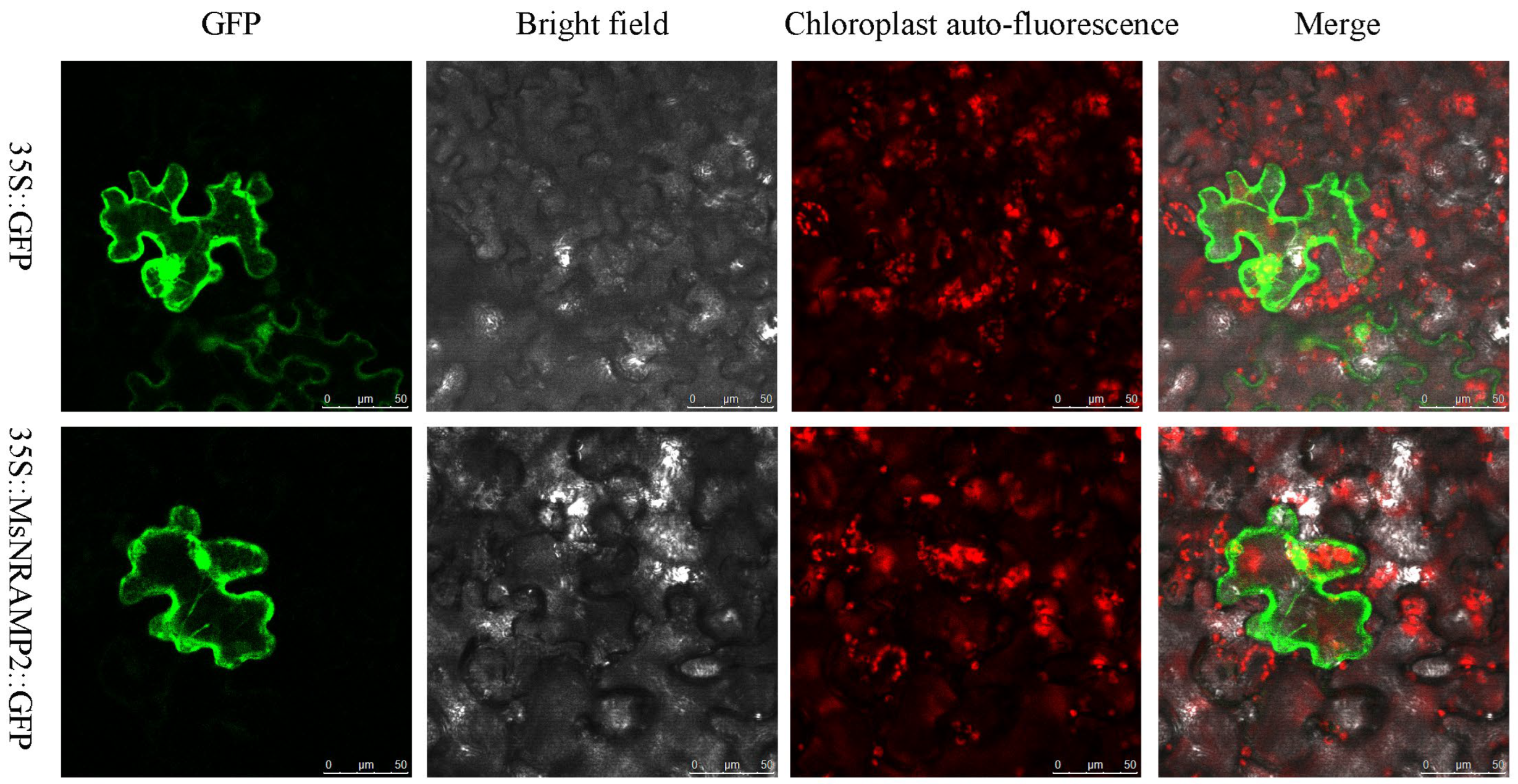 Ijms 24 11278 g004 Ijms 24 11278 g004