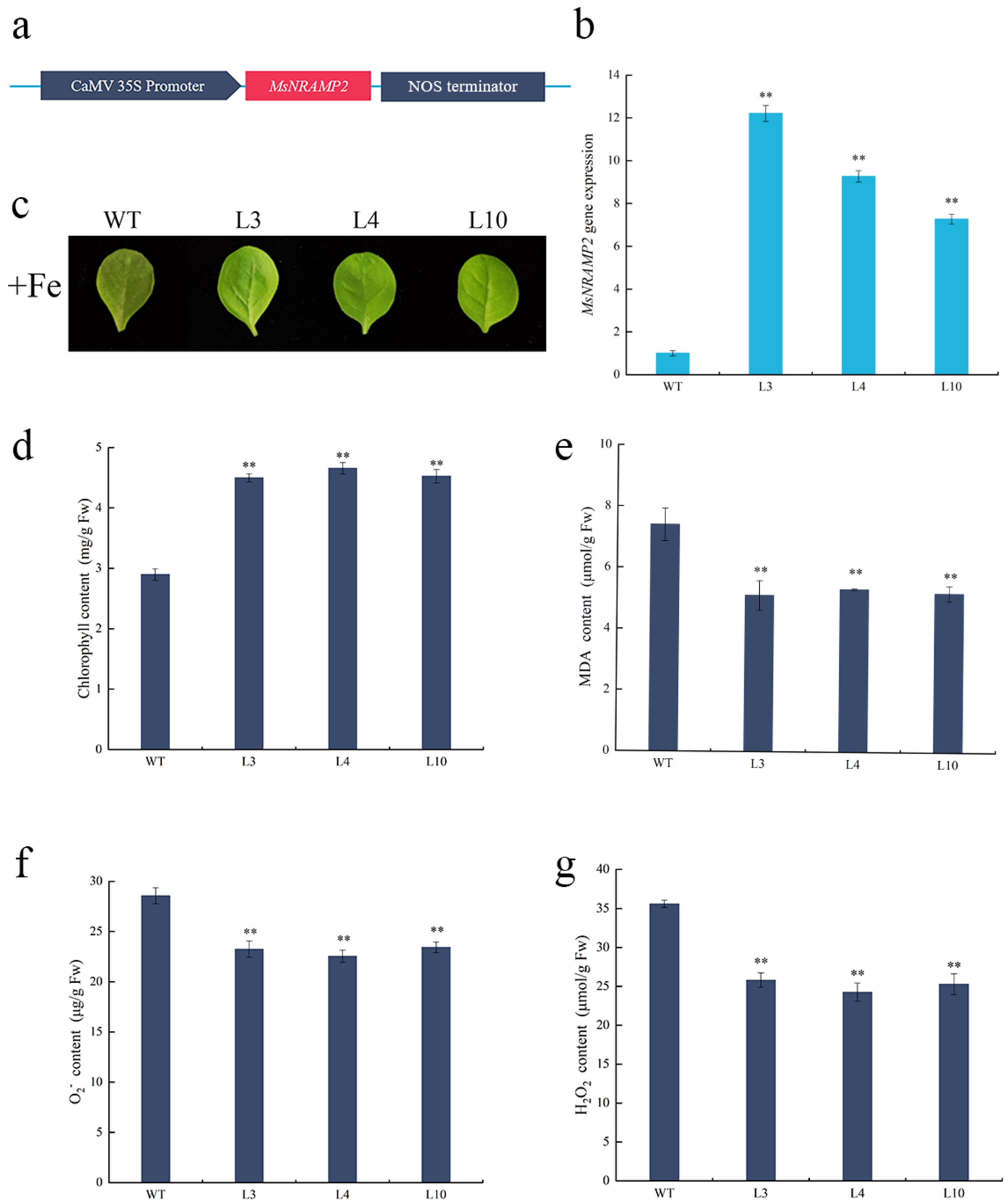 Ijms 24 11278 g005 Ijms 24 11278 g005