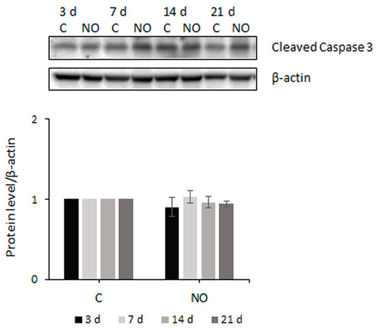 てすと Nitric Oxide Prevents Glioblastoma Stem Cells' Expansion and
