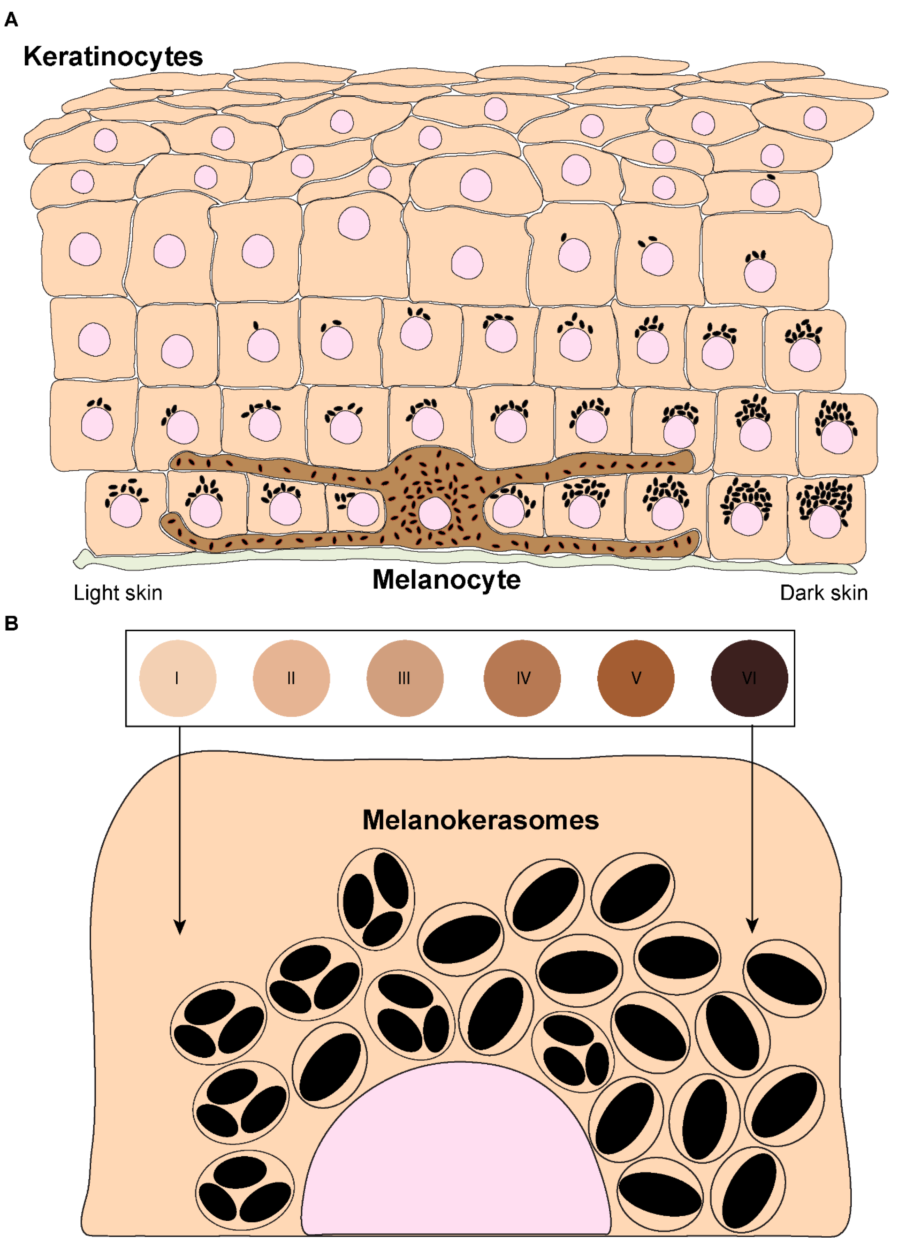 IJMS | Free Full-Text | Melanin’s Journey from Melanocytes to ...