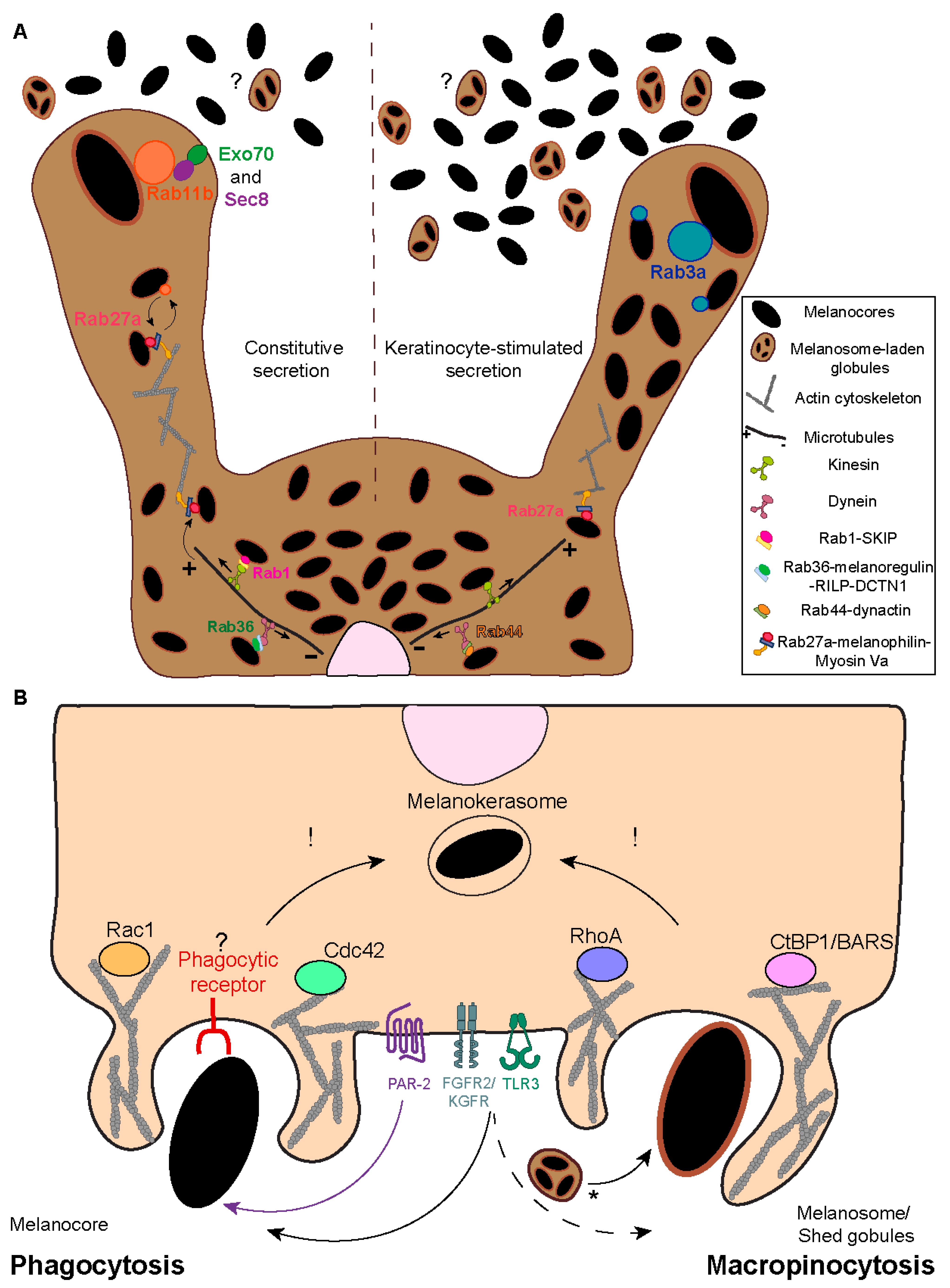 Ijms 24 11289 g003 Ijms 24 11289 g003