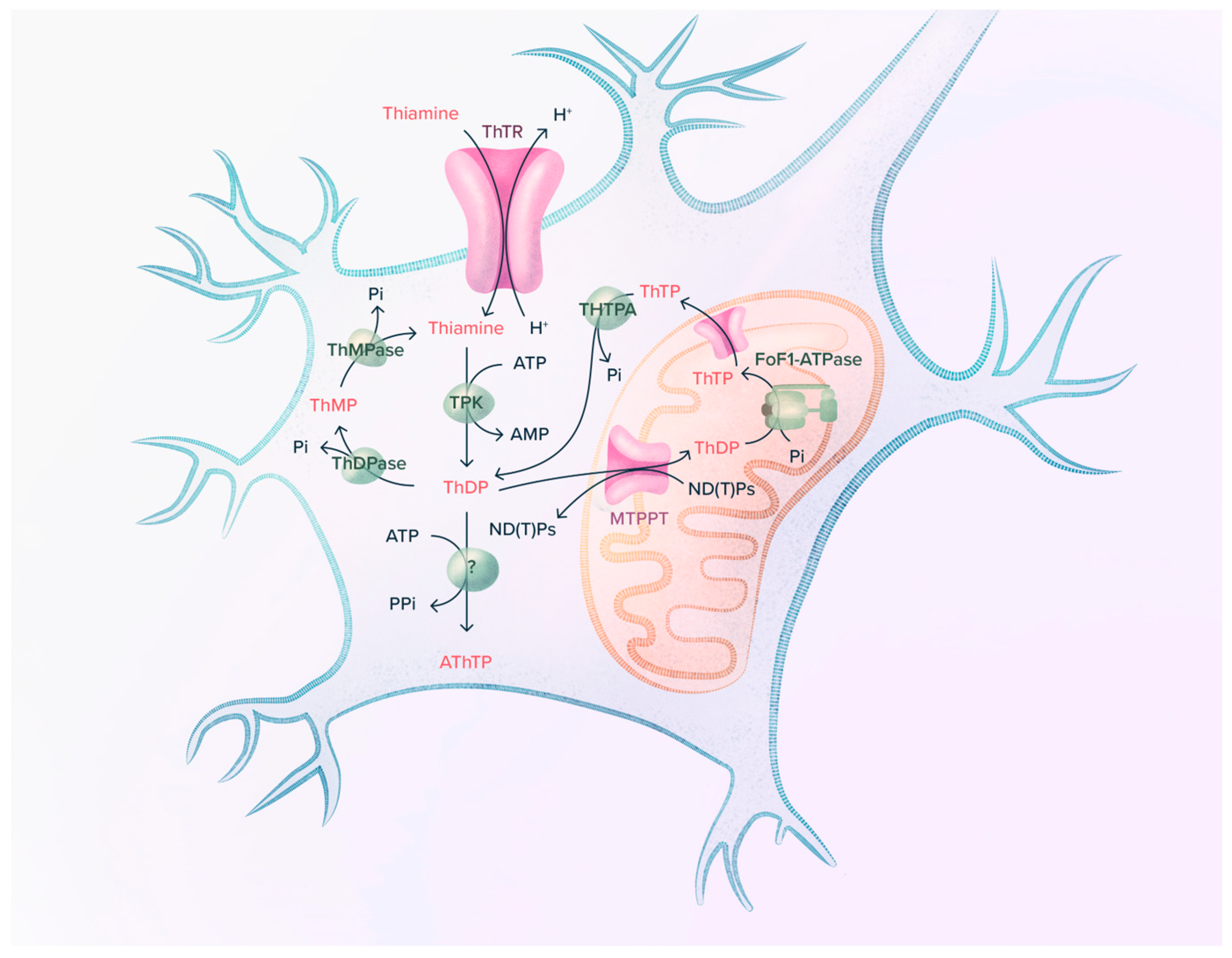 Ijms 24 11296 g002 Ijms 24 11296 g002