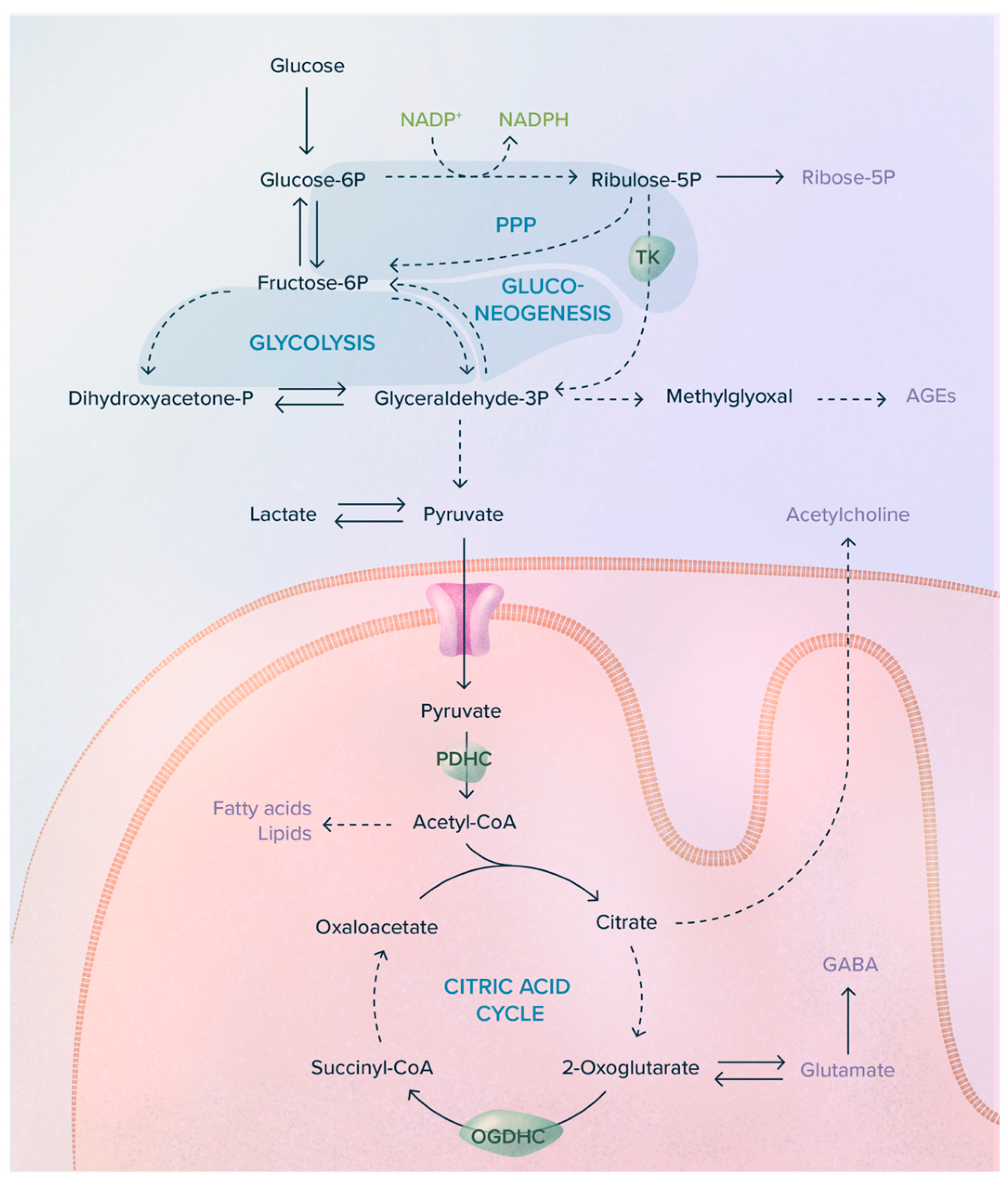 Ijms 24 11296 g003 Ijms 24 11296 g003