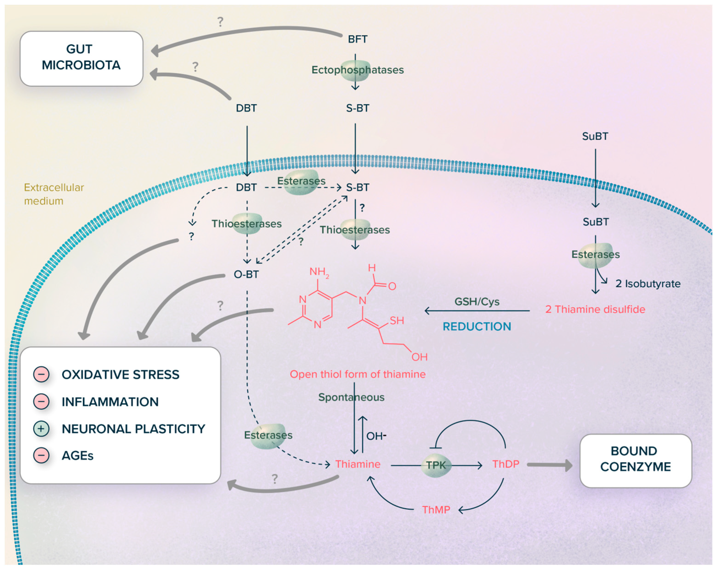 Ijms 24 11296 g009 Ijms 24 11296 g009