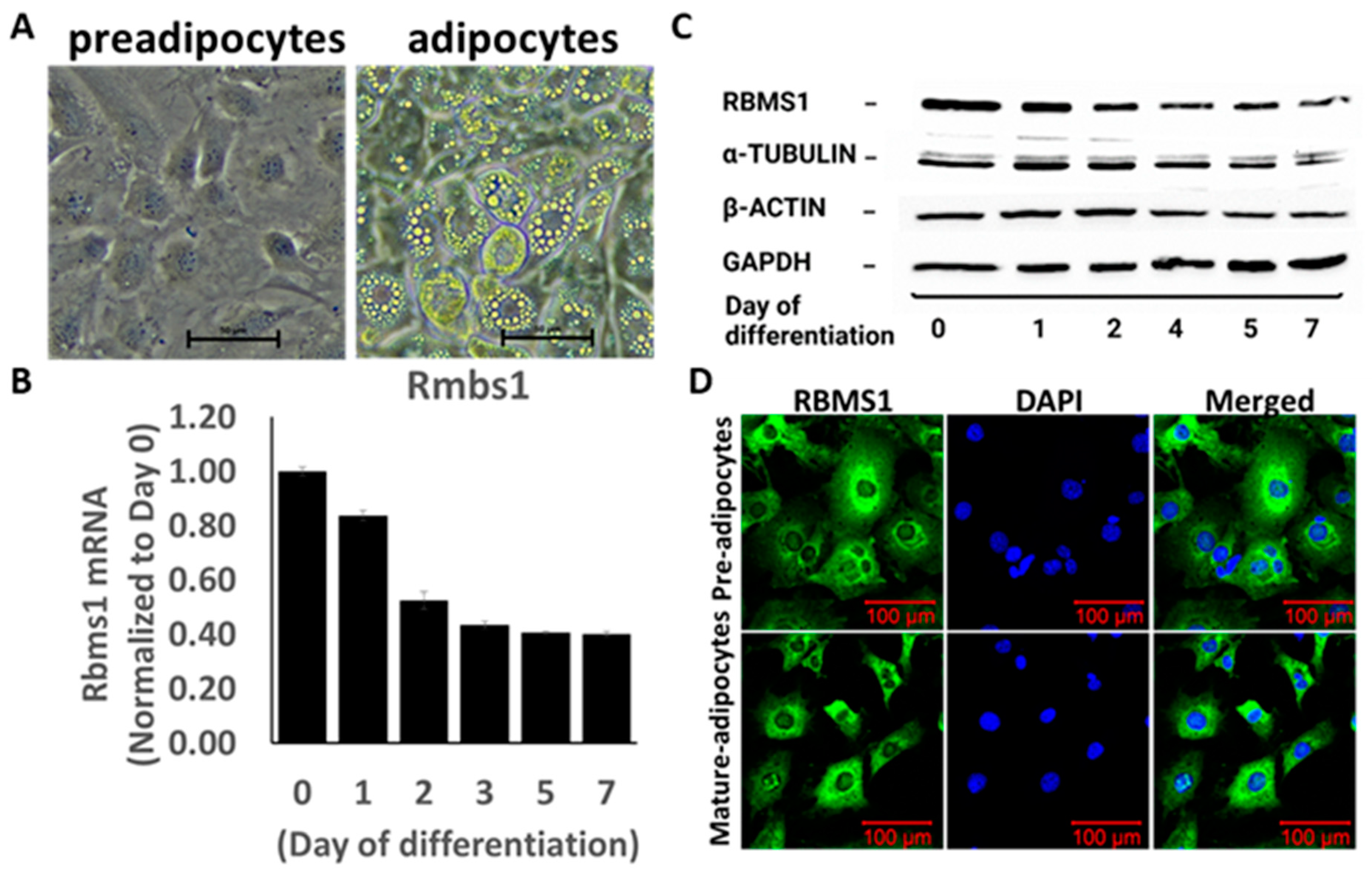 Ijms 24 11300 g002 Ijms 24 11300 g002