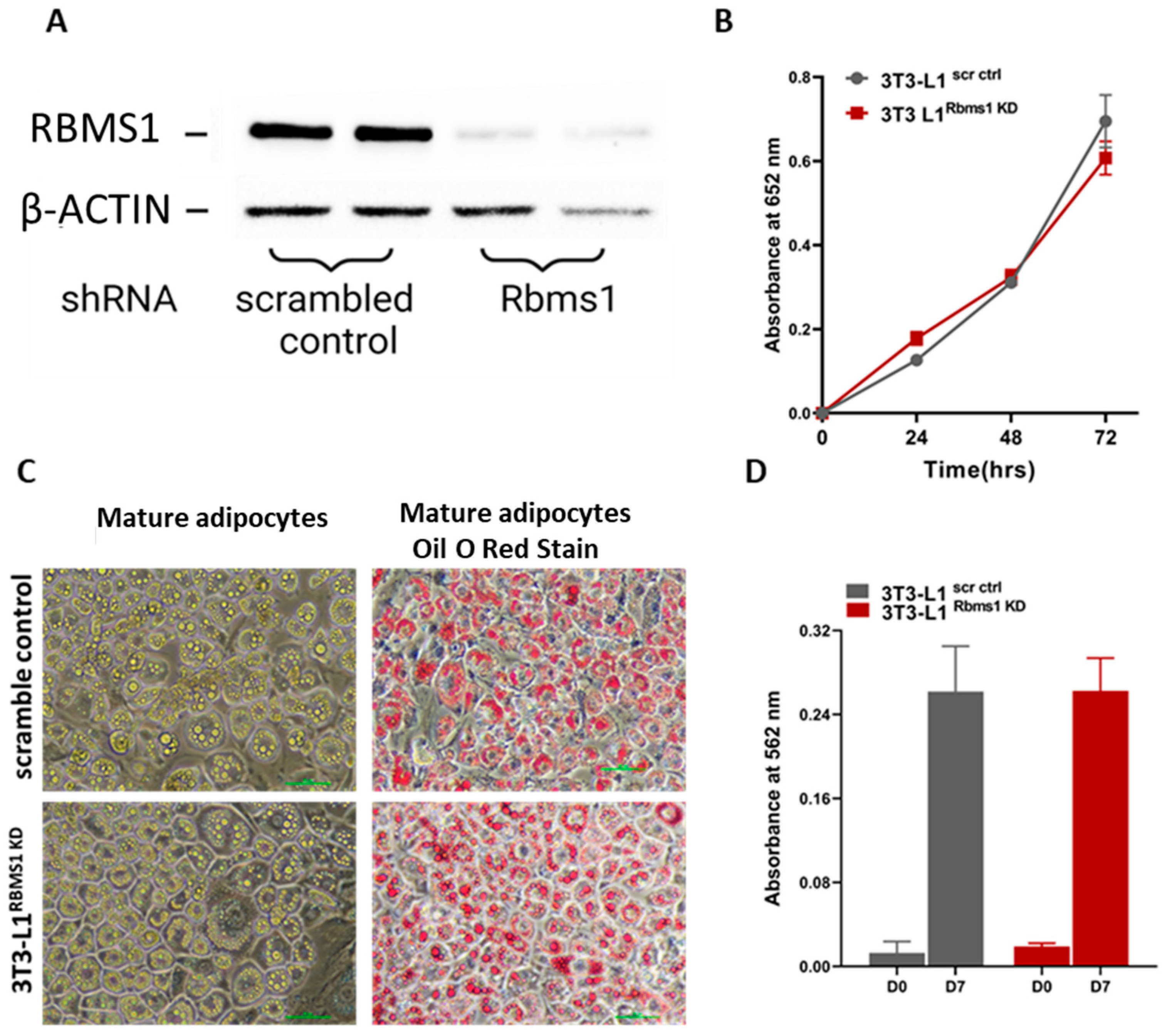 Ijms 24 11300 g003 Ijms 24 11300 g003