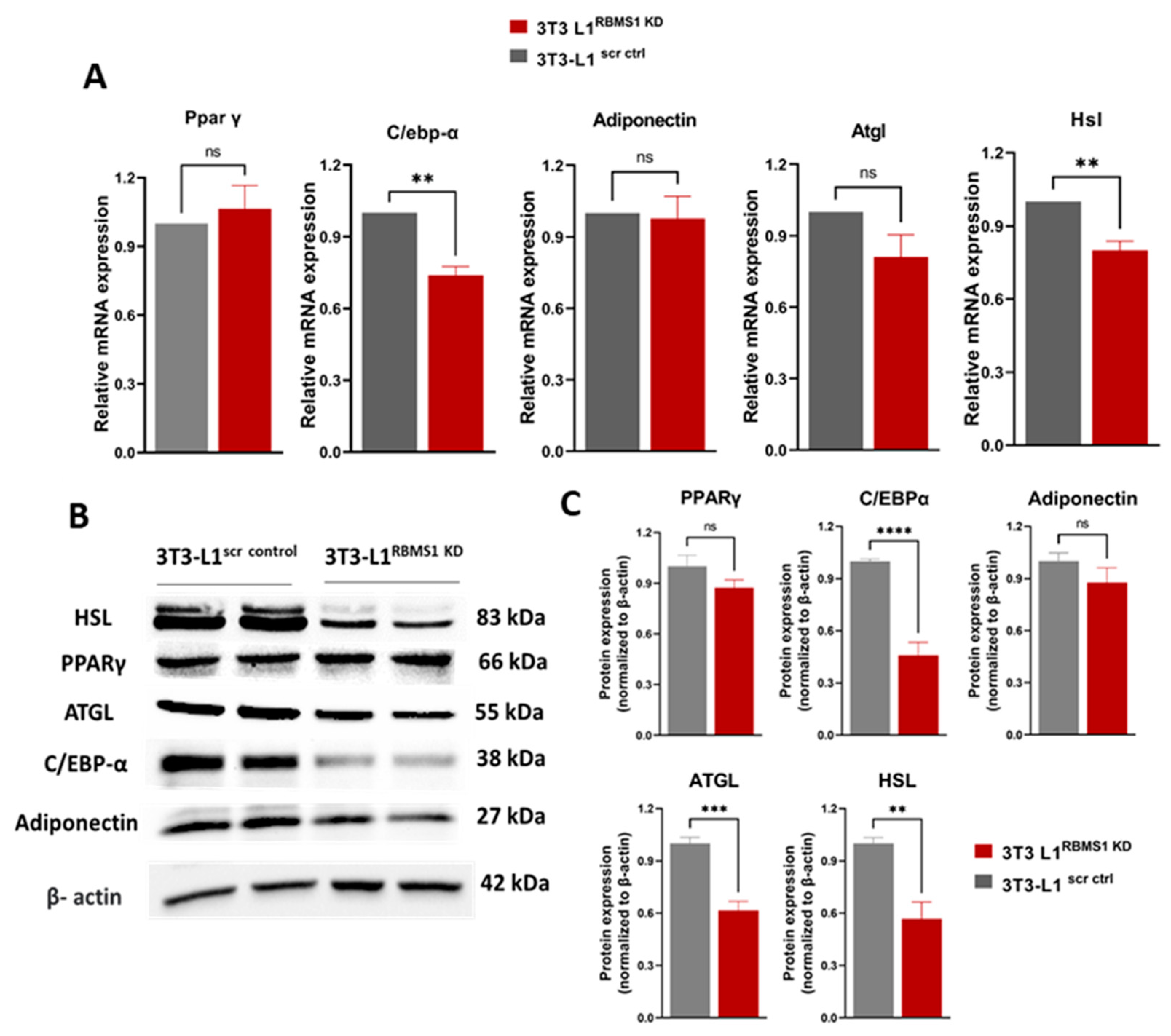 Ijms 24 11300 g004 Ijms 24 11300 g004